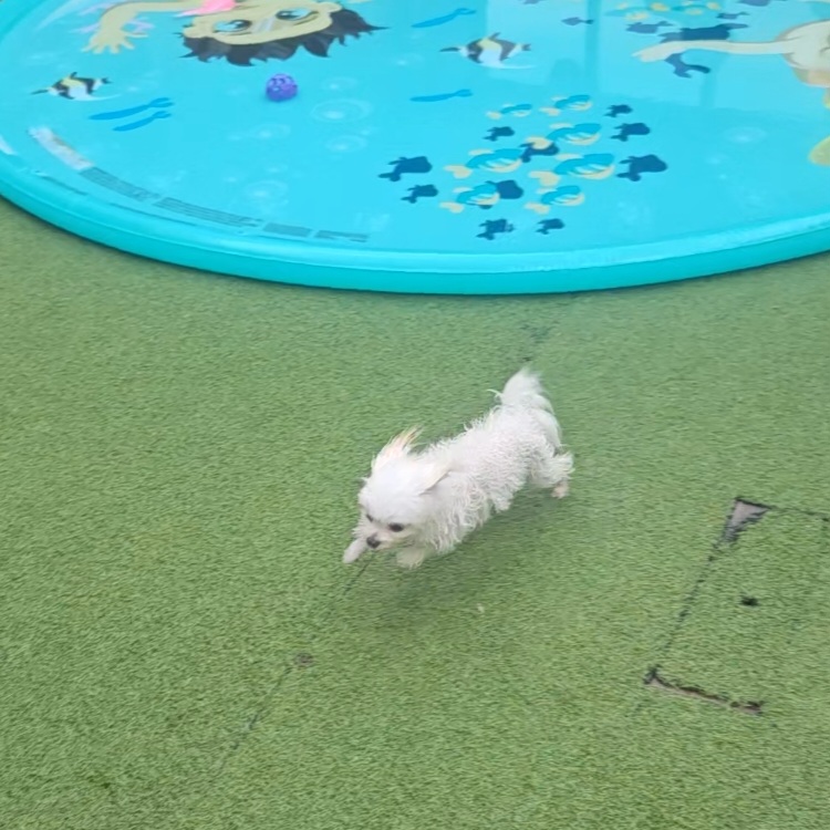 마티 입양 3개월 후기