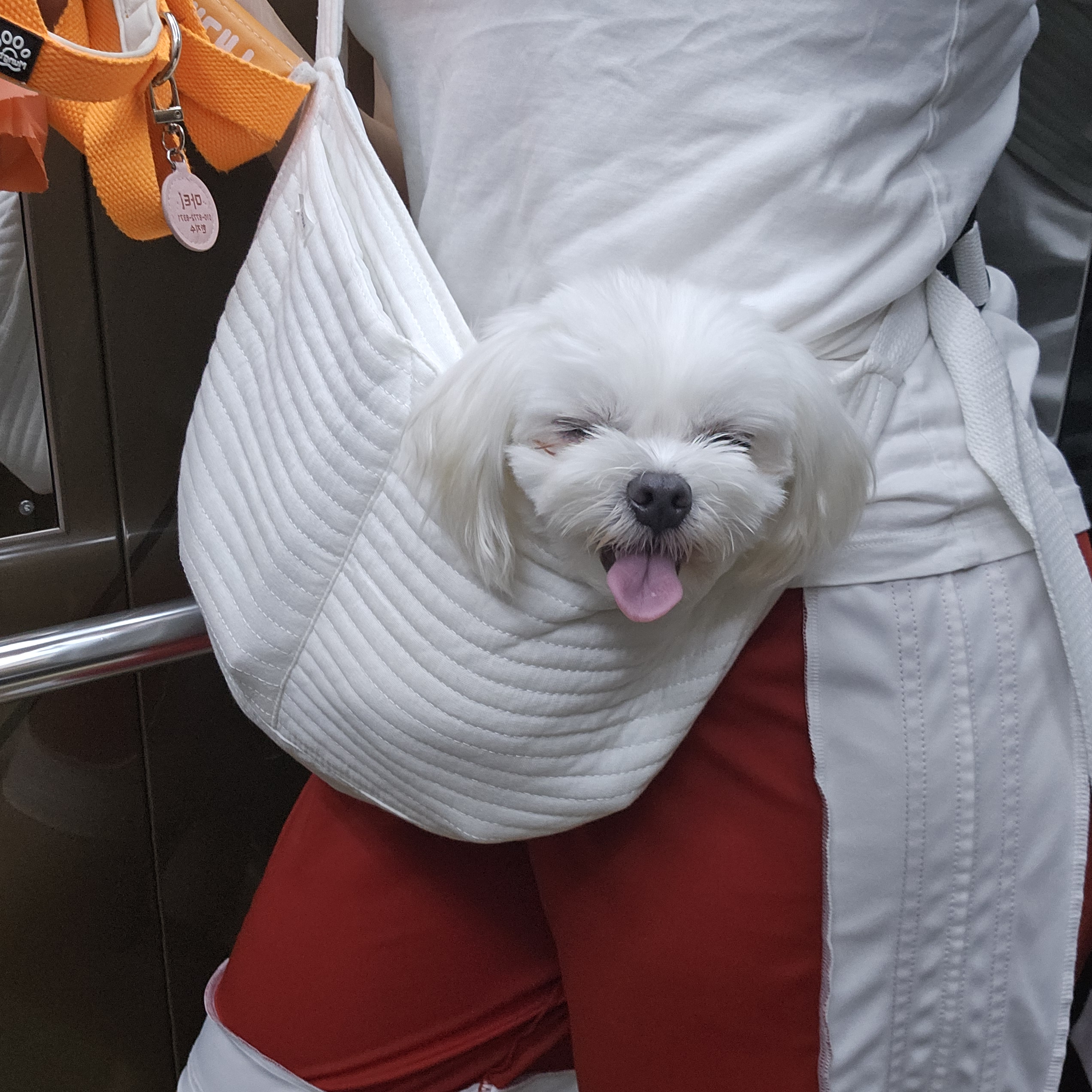 마티 입양 3개월 후기