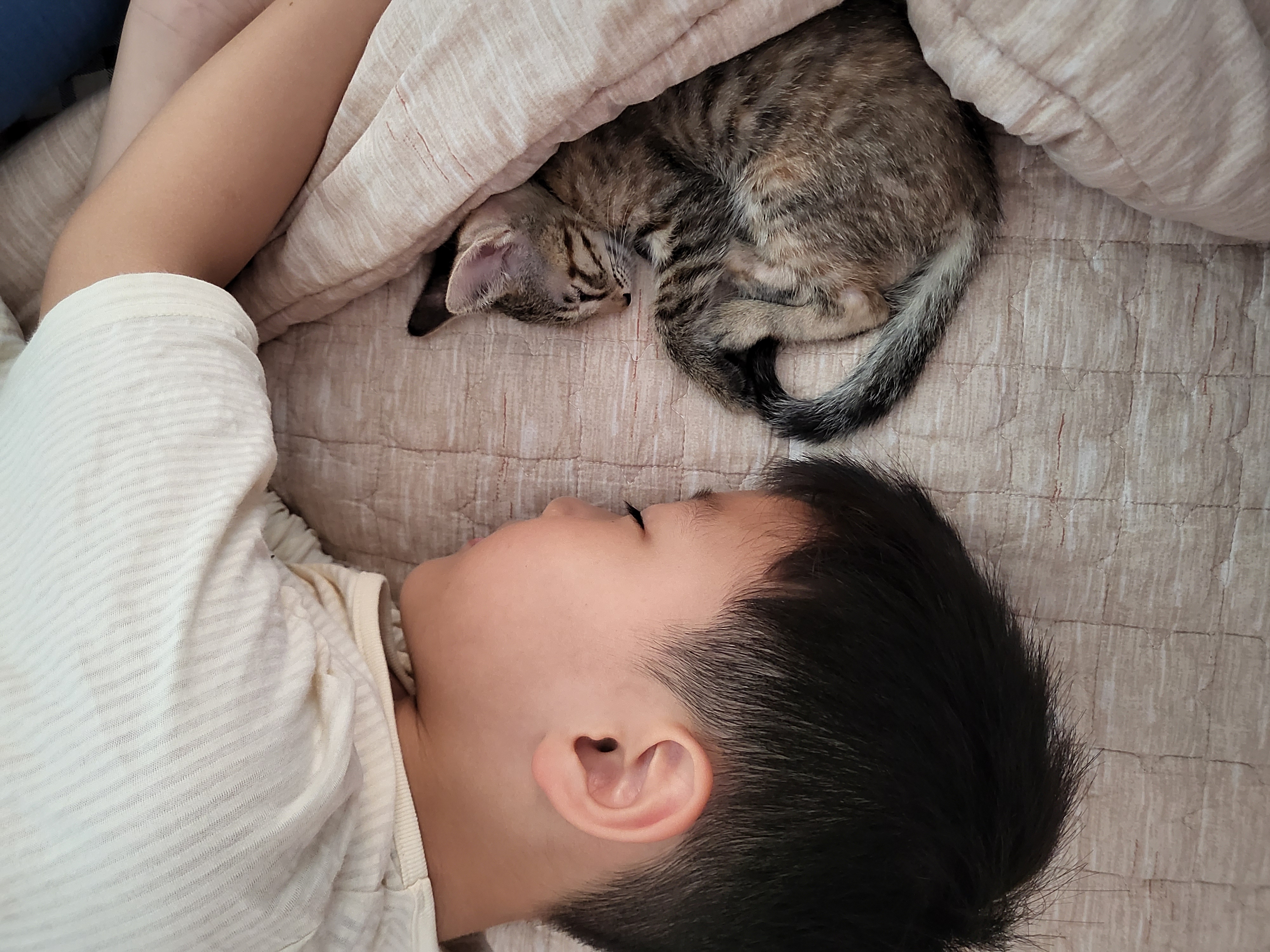 하피 (구 블랑이)  일주일 이야기 