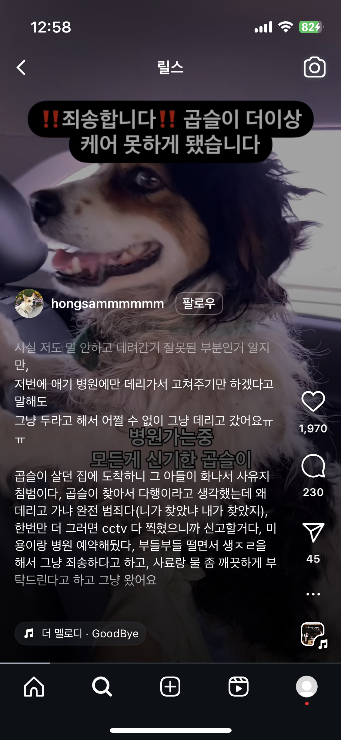 시골 진드기 감염 방치견 구조 부탁드립니다