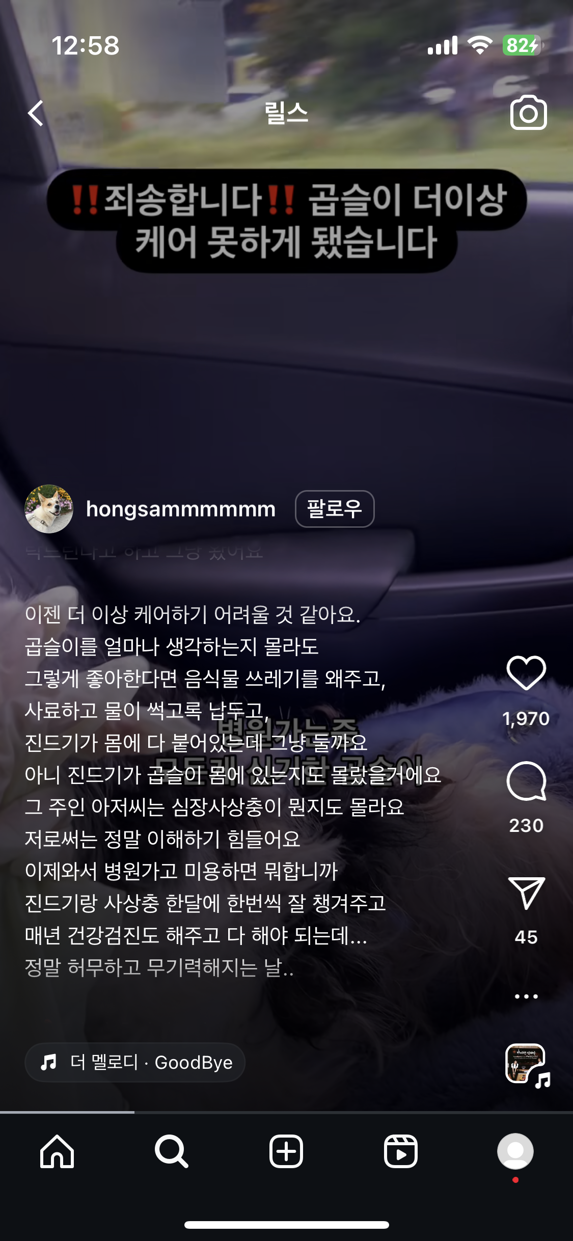 시골 진드기 감염 방치견 구조 부탁드립니다