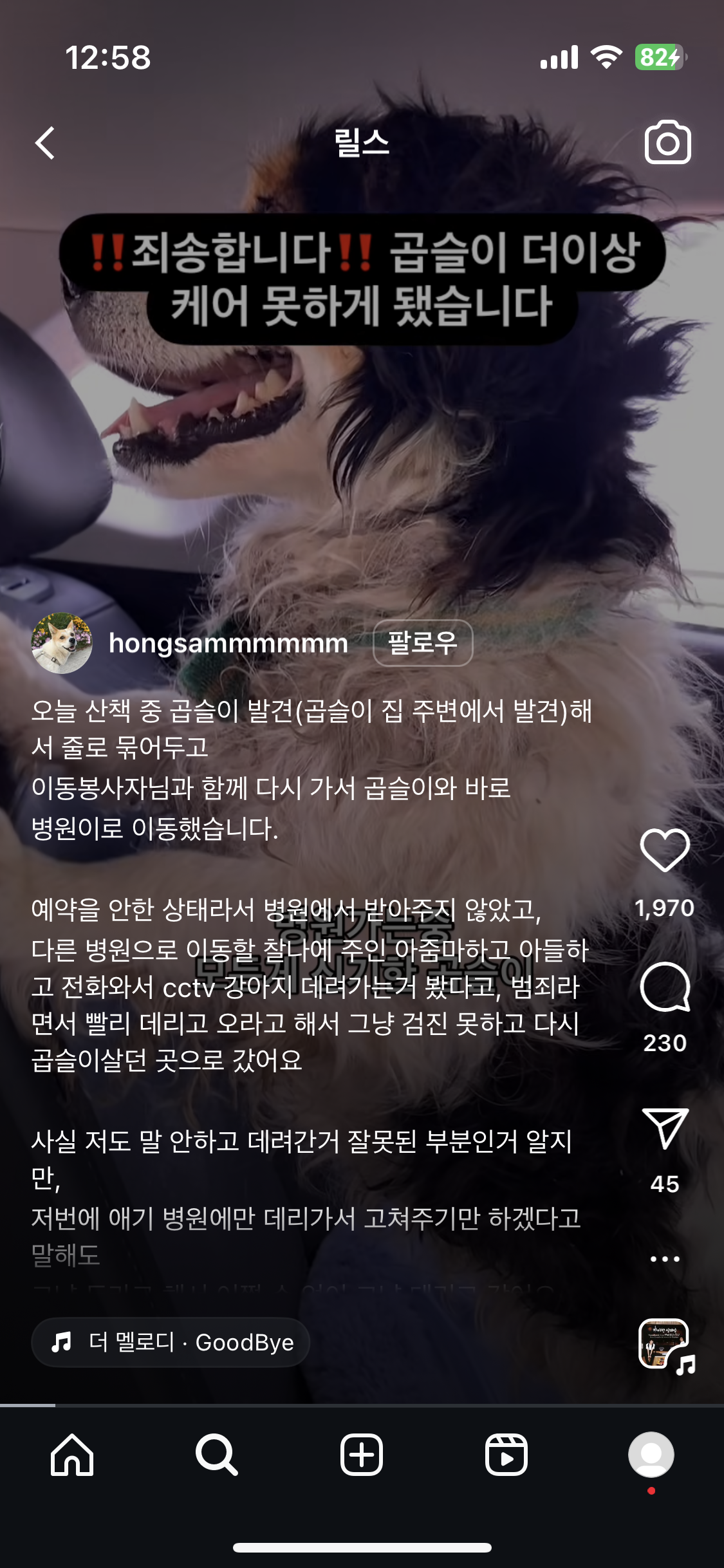 시골 진드기 감염 방치견 구조 부탁드립니다