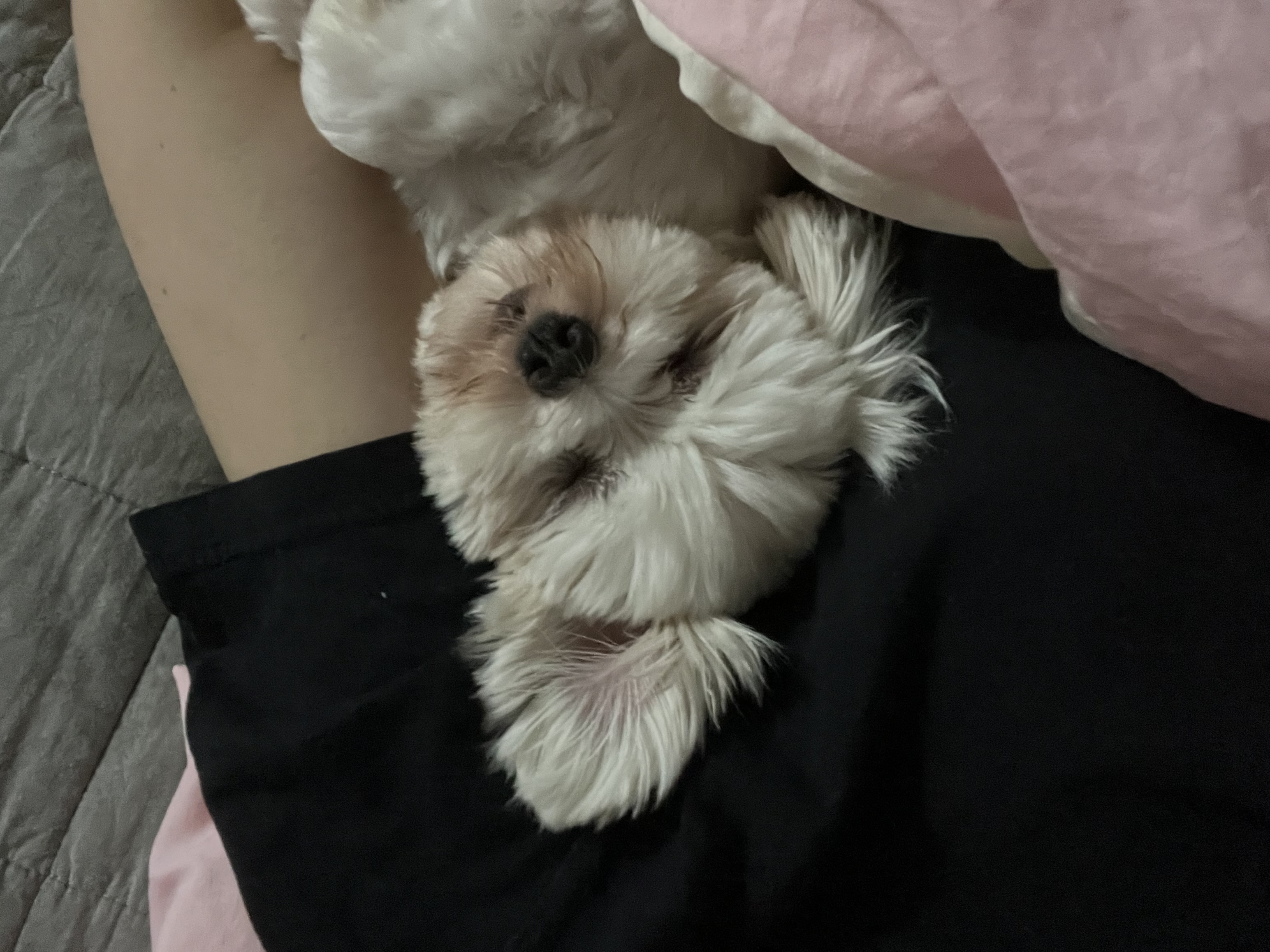 예티 3개월 임보 후기입니다!!