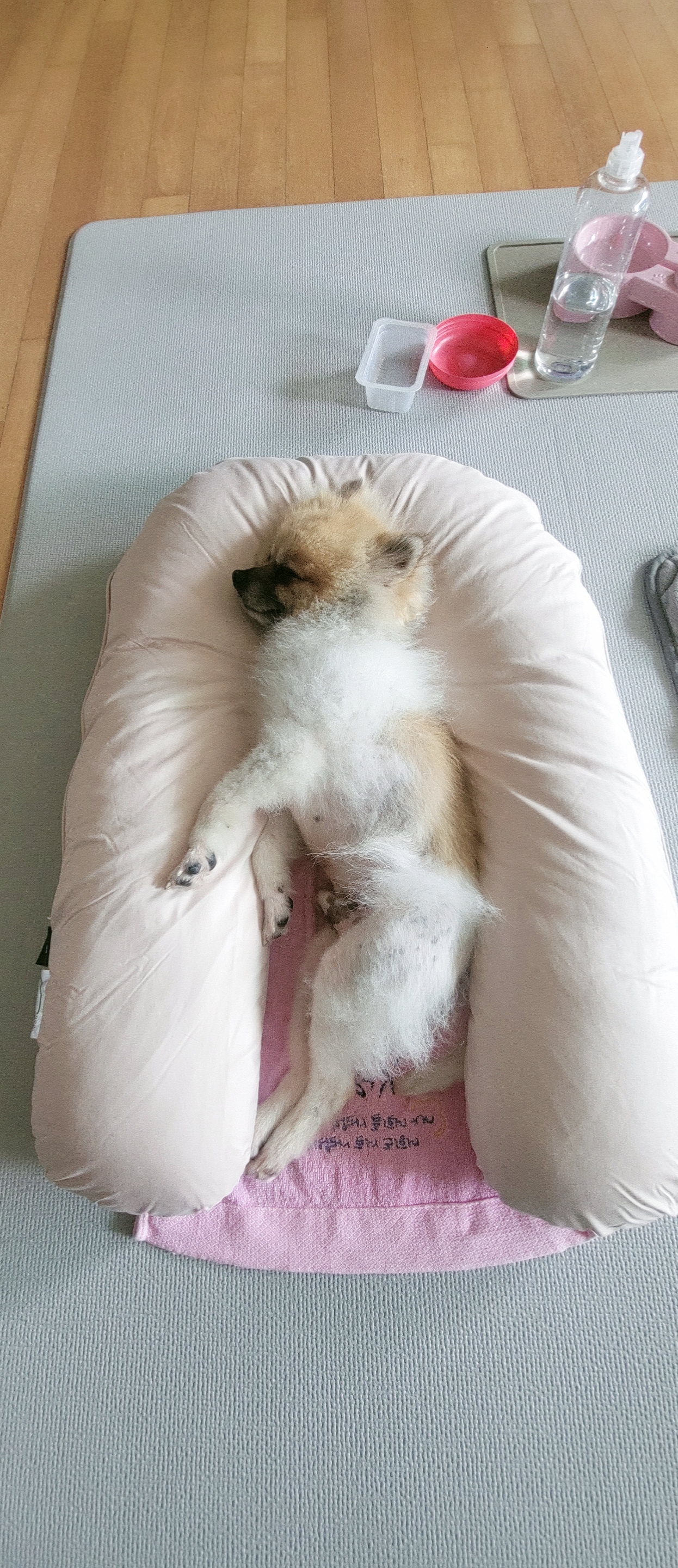 이뽀 임보 3개월후기