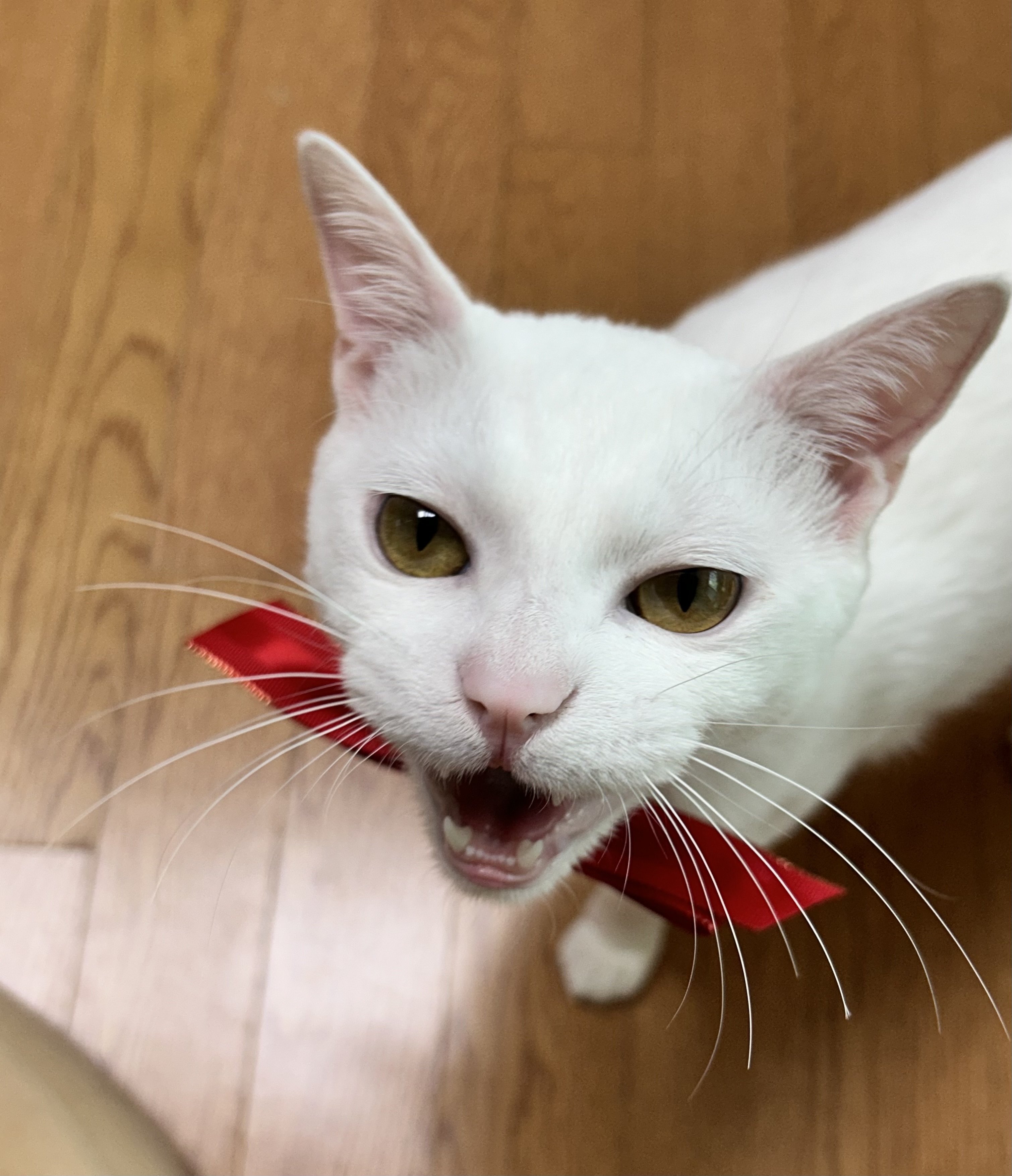 다윈, 오늘로 1년