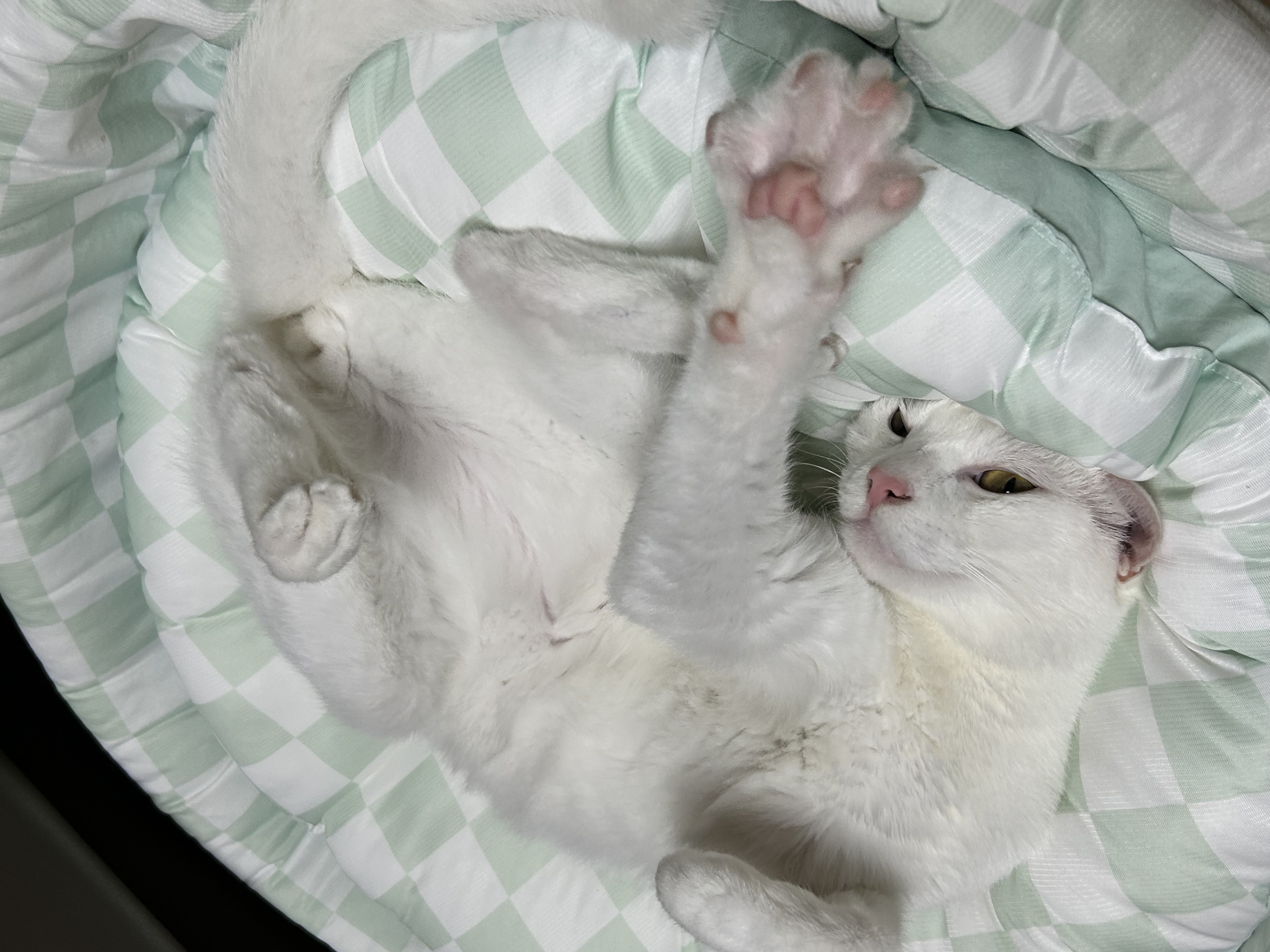 다윈, 오늘로 1년