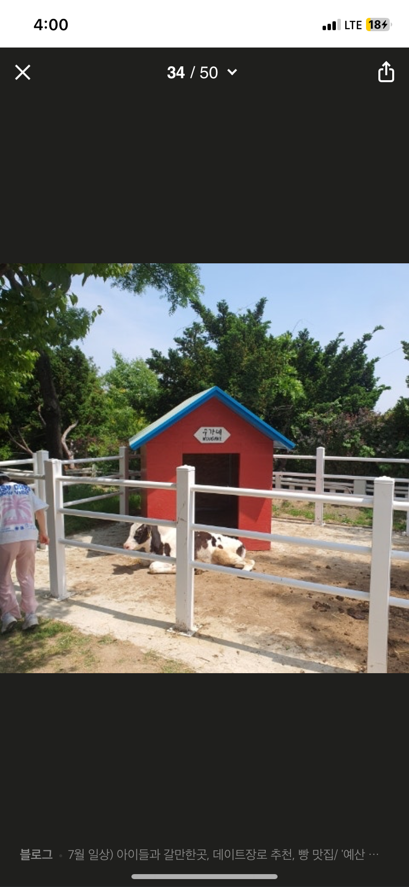 카페 마당에 방치된 송아지