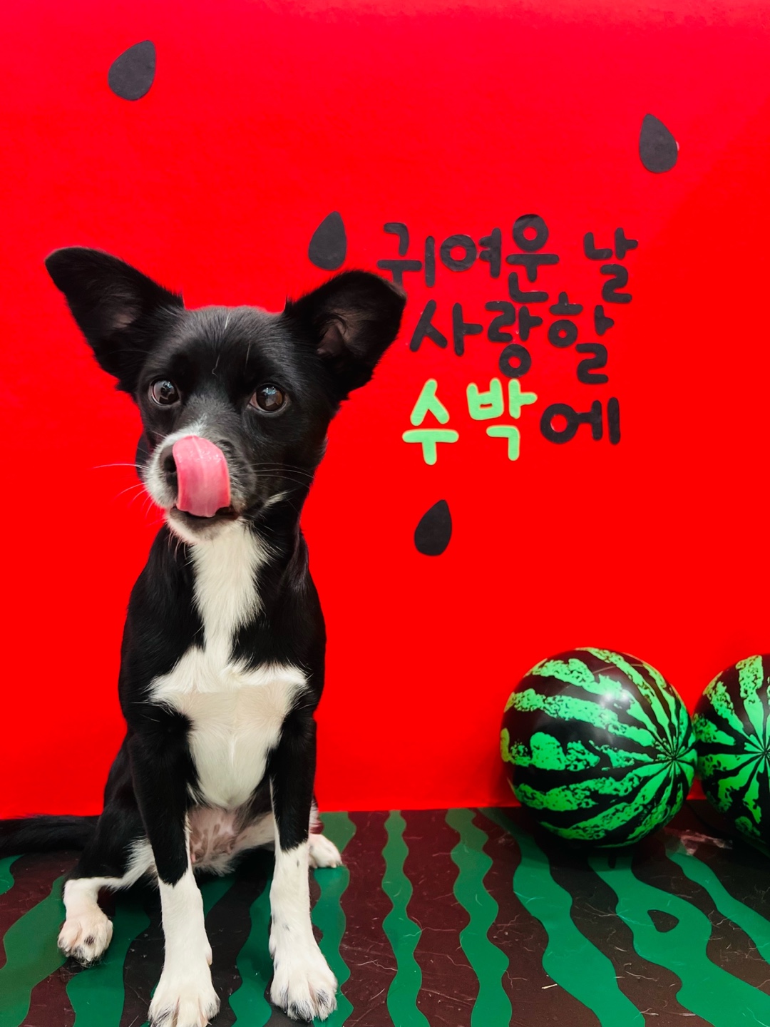 까콩이 임보 3달 후기(현:셀리)