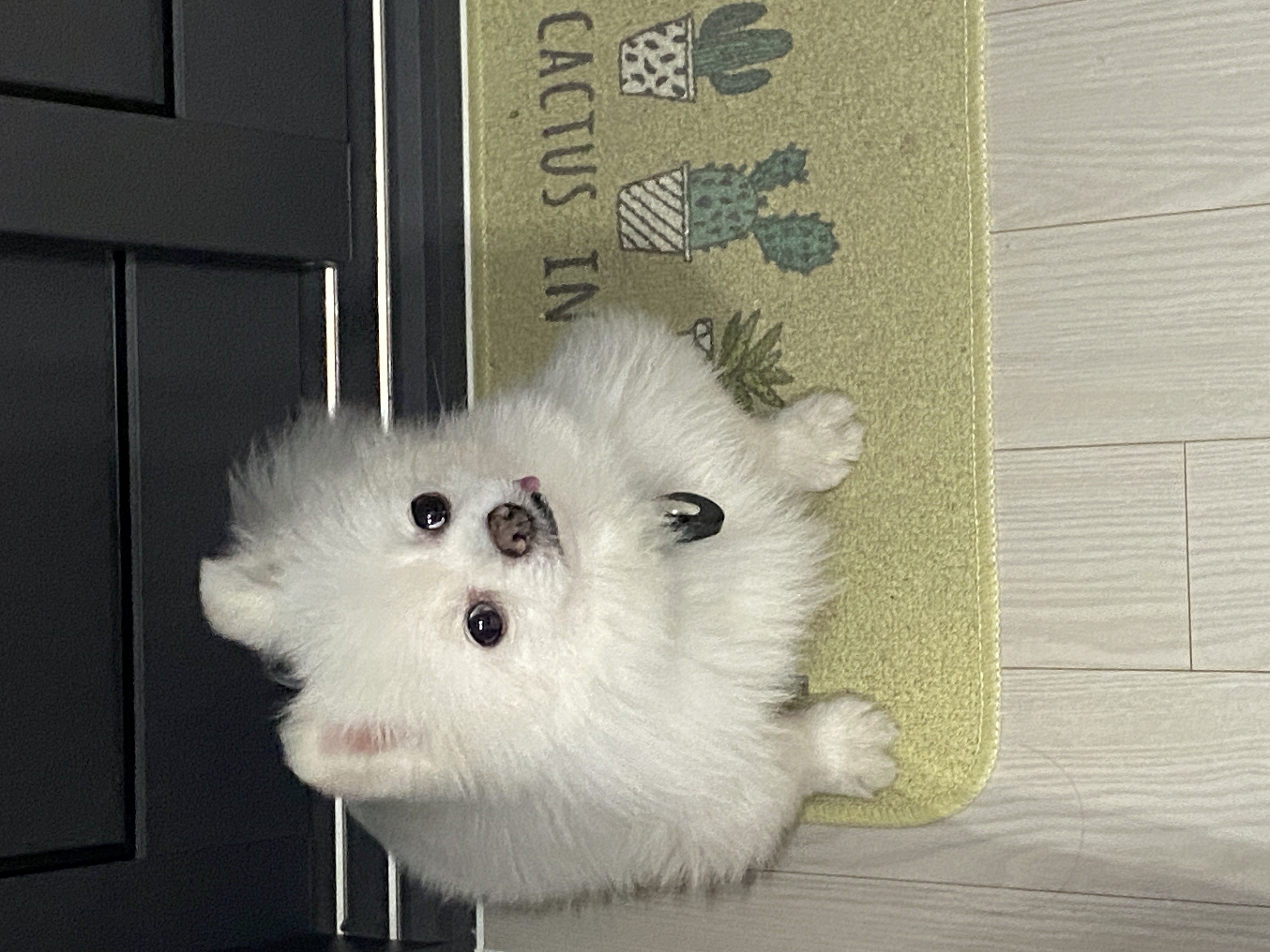 요키 임보 1개월차