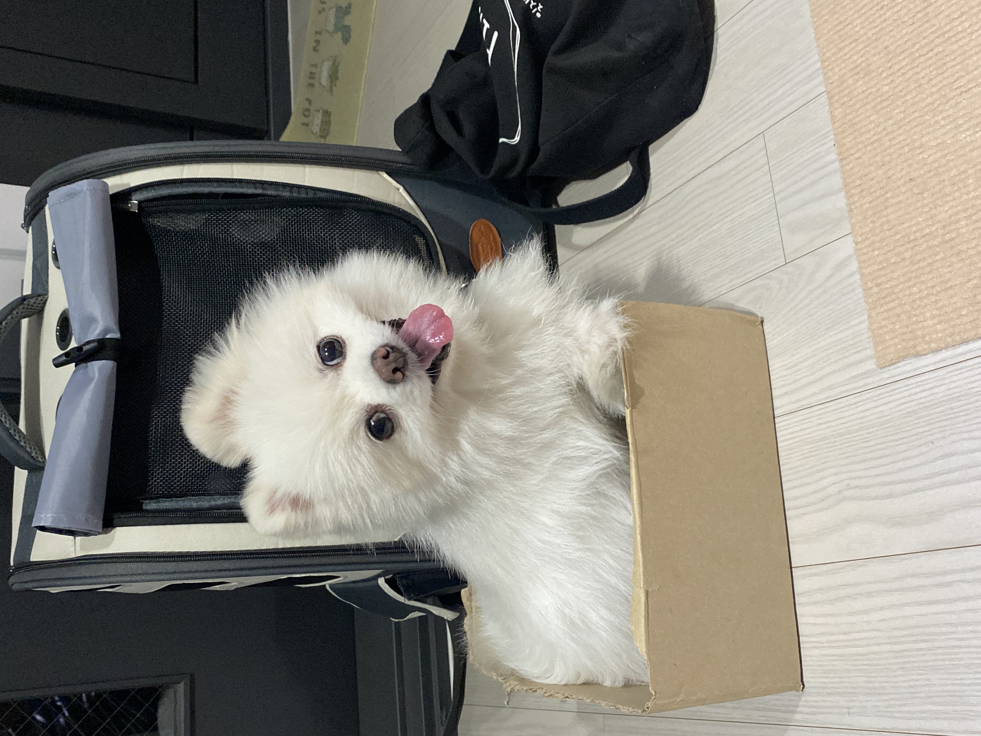 요키 임보 1개월차