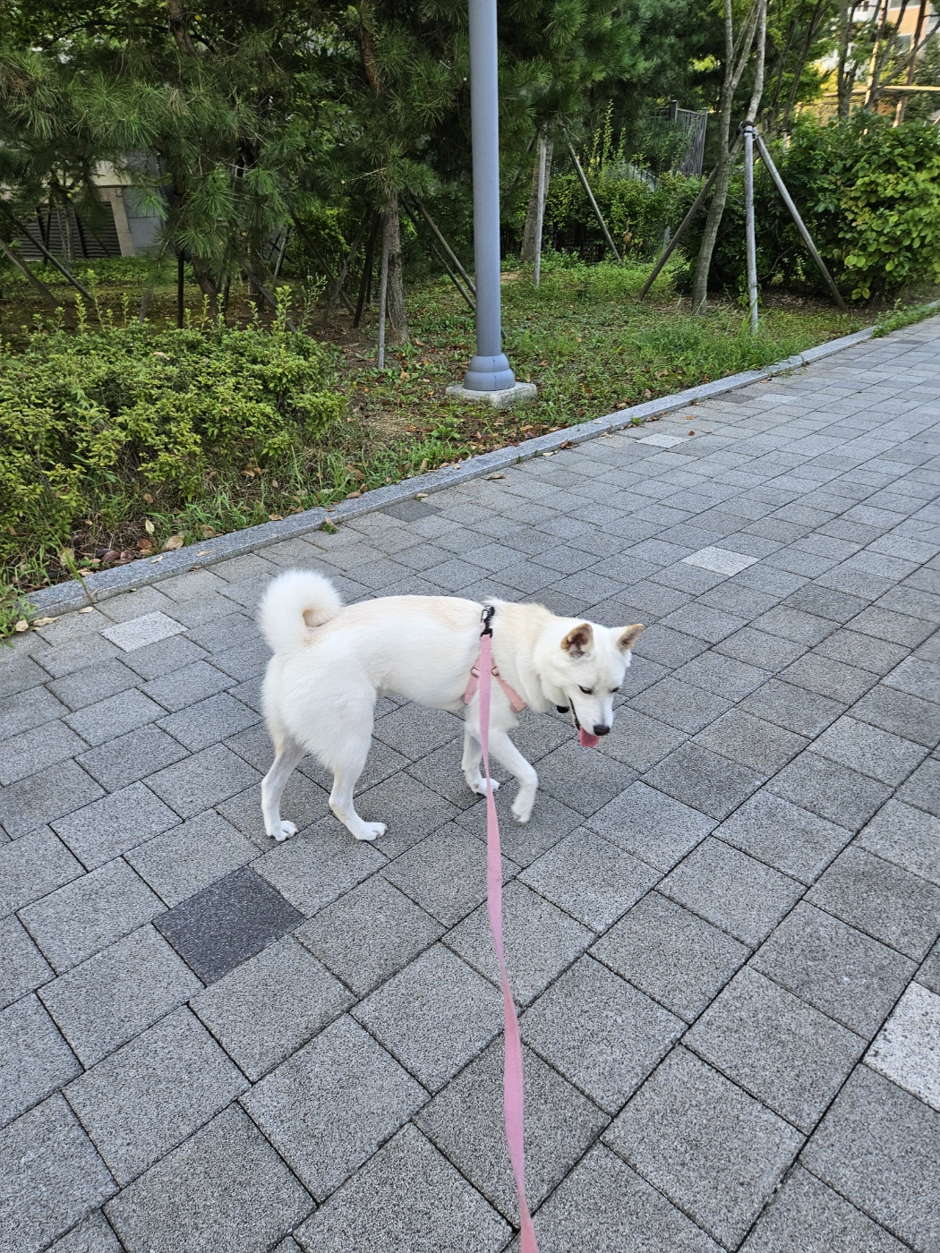 행복이(하온이) 입양 3개월 후기