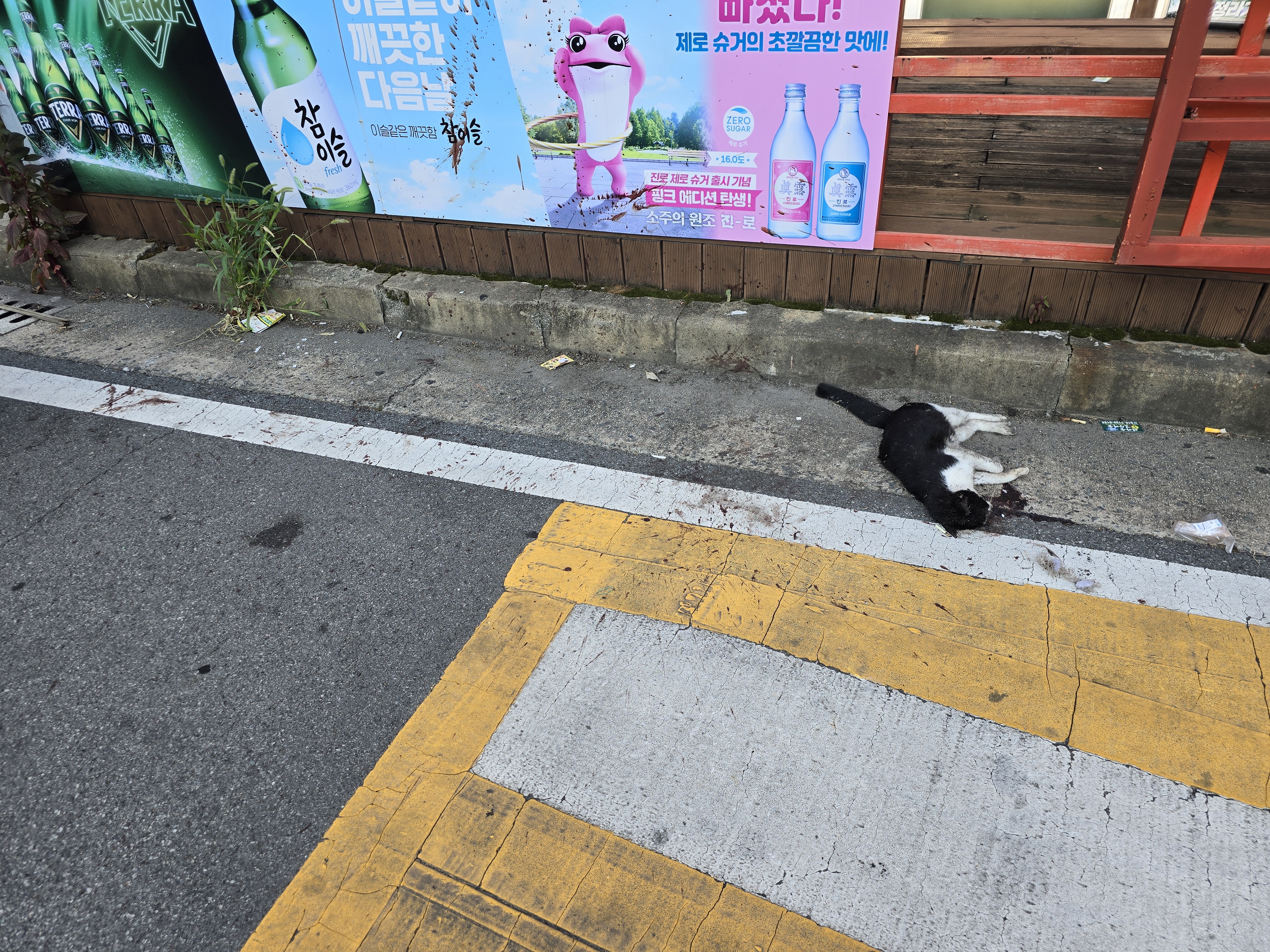 길고양이 죽은걸 보고 다같이 치워줬는데 사진을 보니 그냥 죽은게 아닌거같아요ㅠ