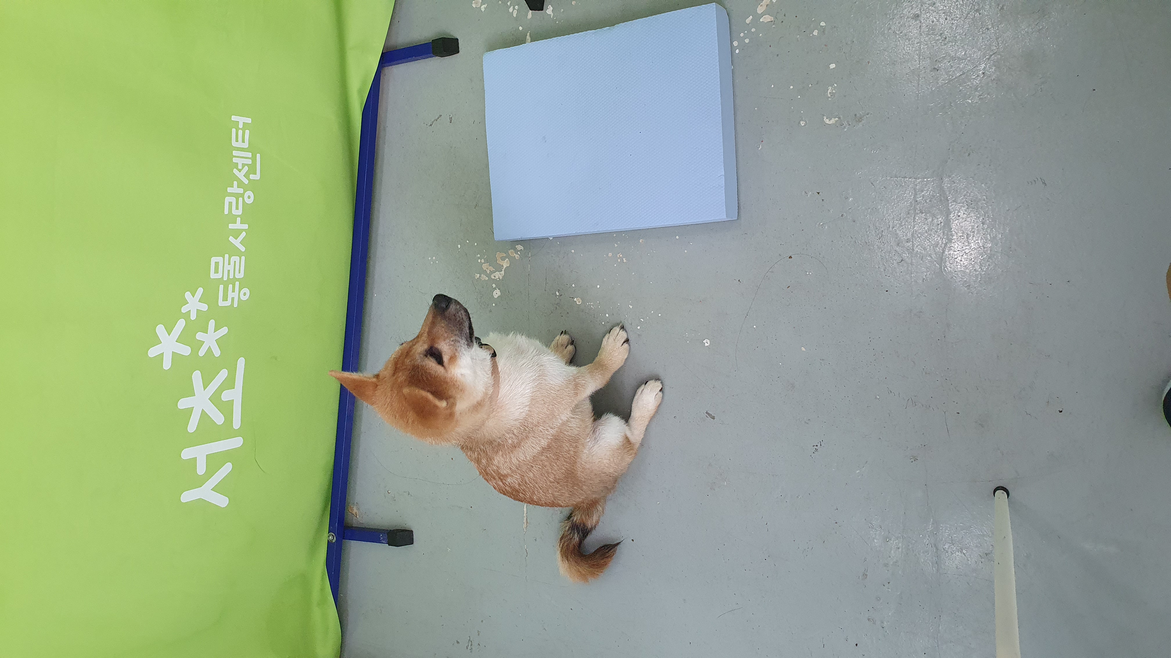 [입양 3개월 후기] 쫄이 자견 쫄랑이(현 : 토리) 입양 후기