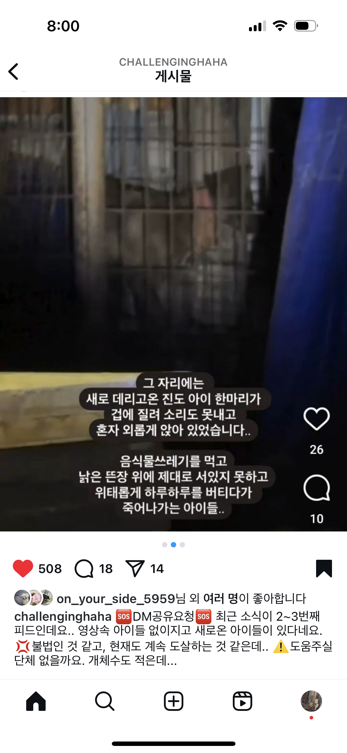 용인 뜬장 강아지 방치 개도살