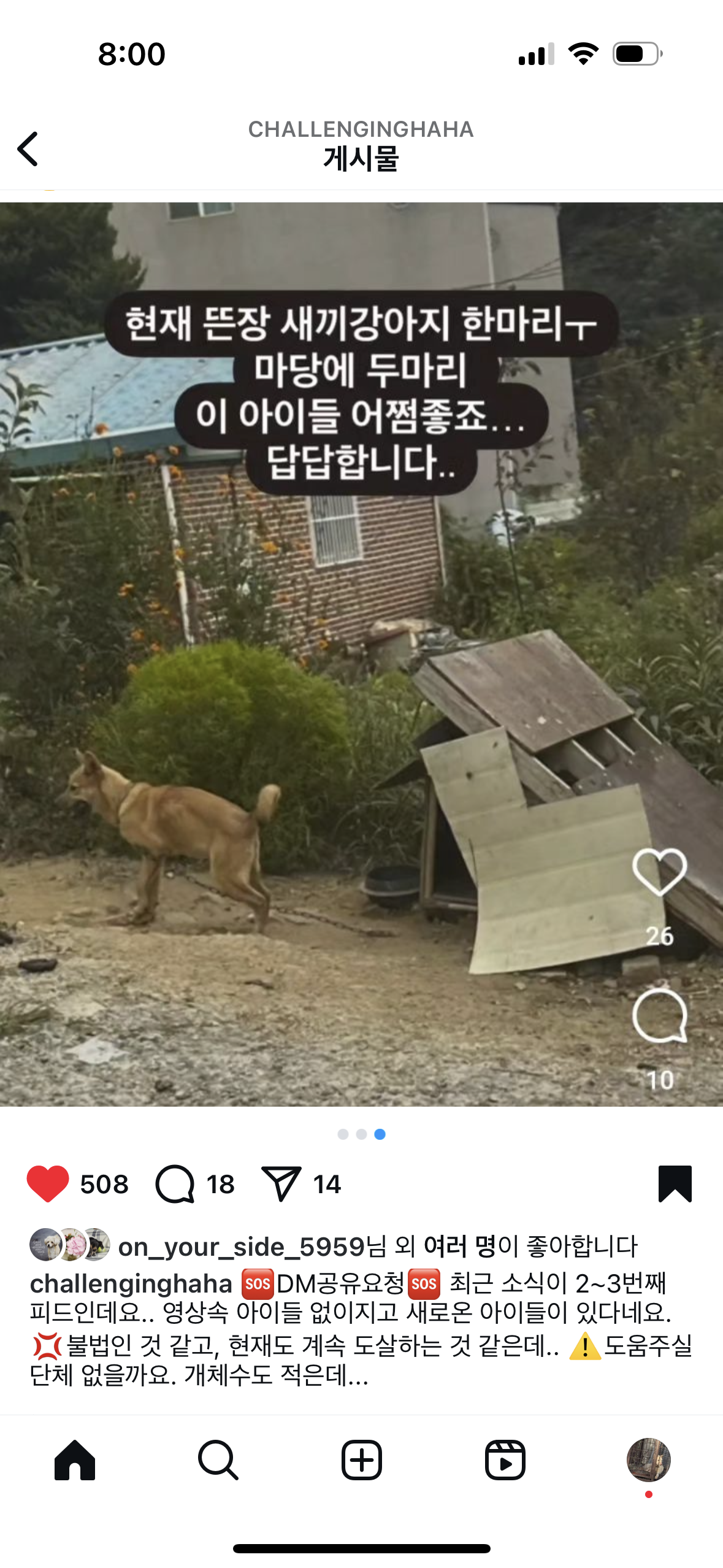용인 뜬장 강아지 방치 개도살