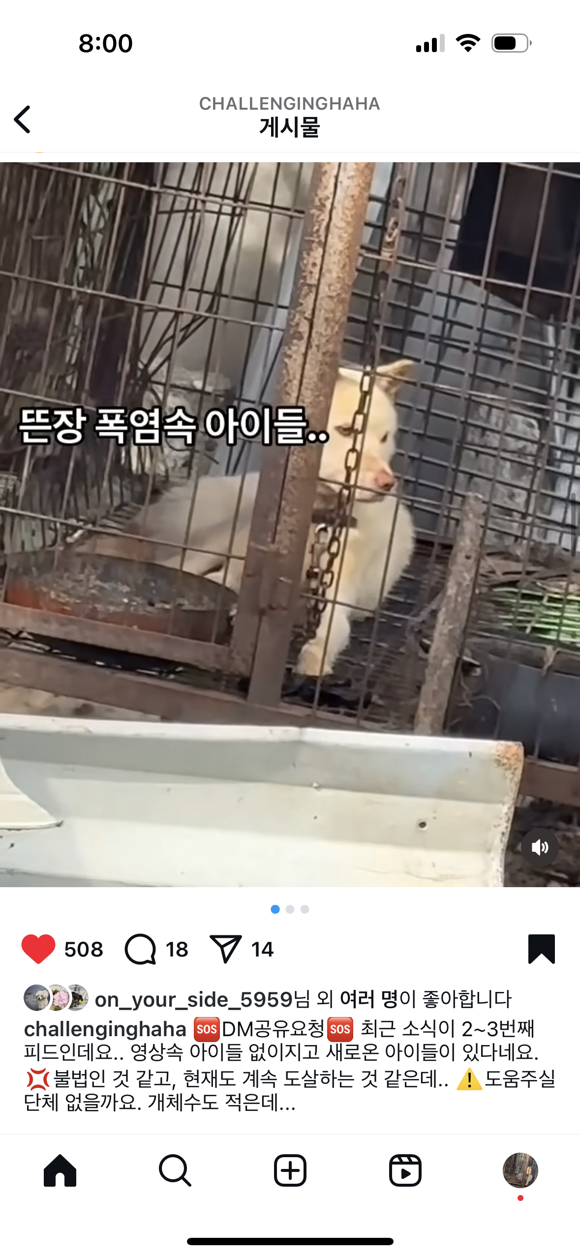 용인 뜬장 강아지 방치 개도살