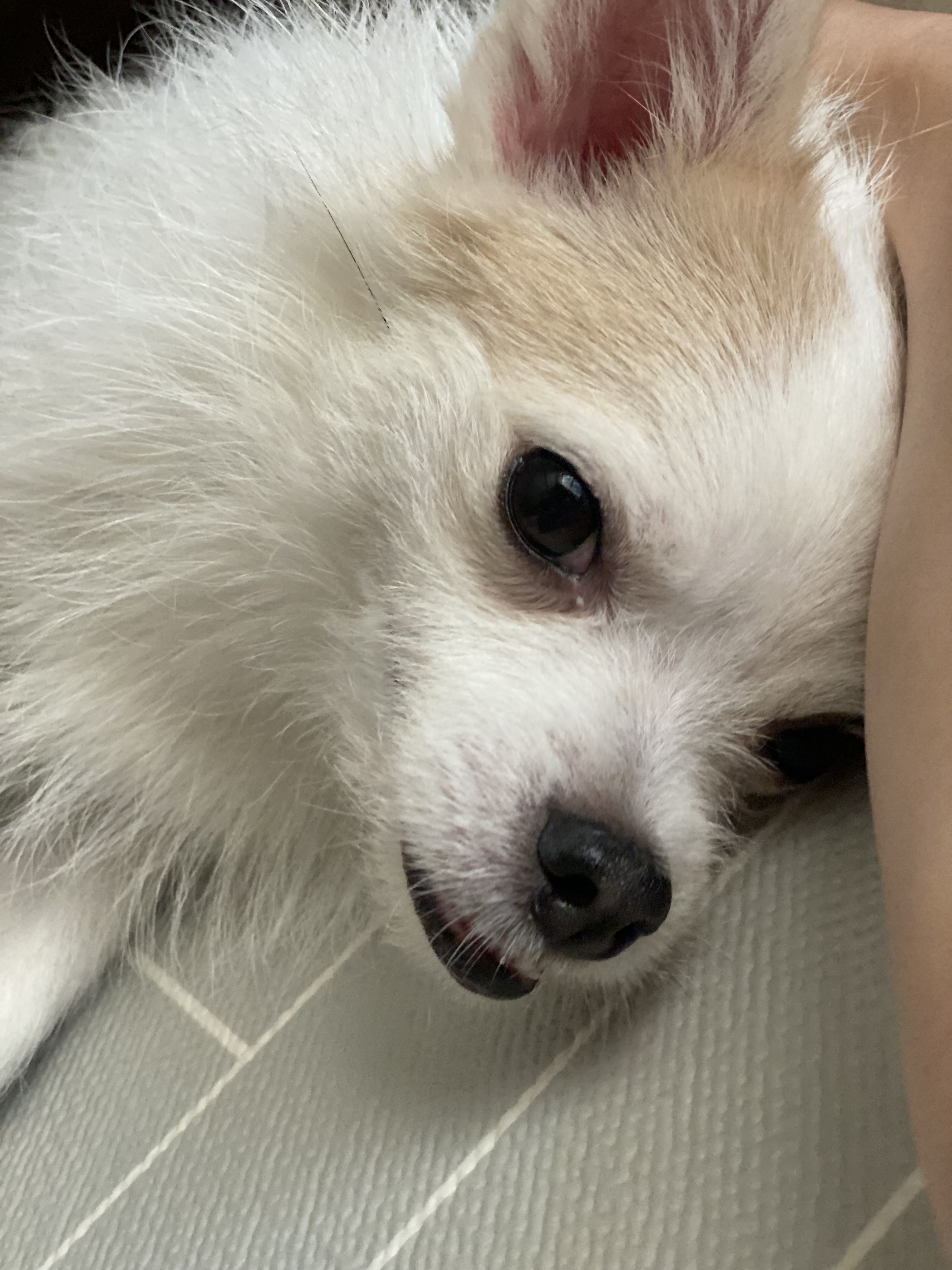 버터(구 쿠나, 아산구조견)는 이제 벌써 두살하고 6개월 :)