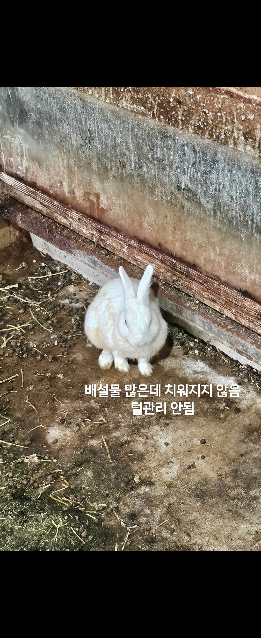 동물 방치 제보합니다