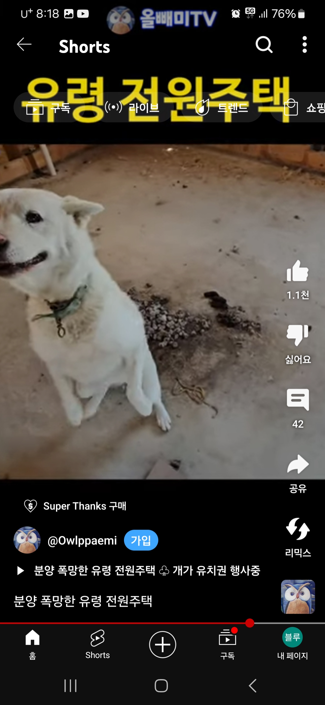 유튜브 채널에서 폐 주택에 방치된 강이지 보았습니다..