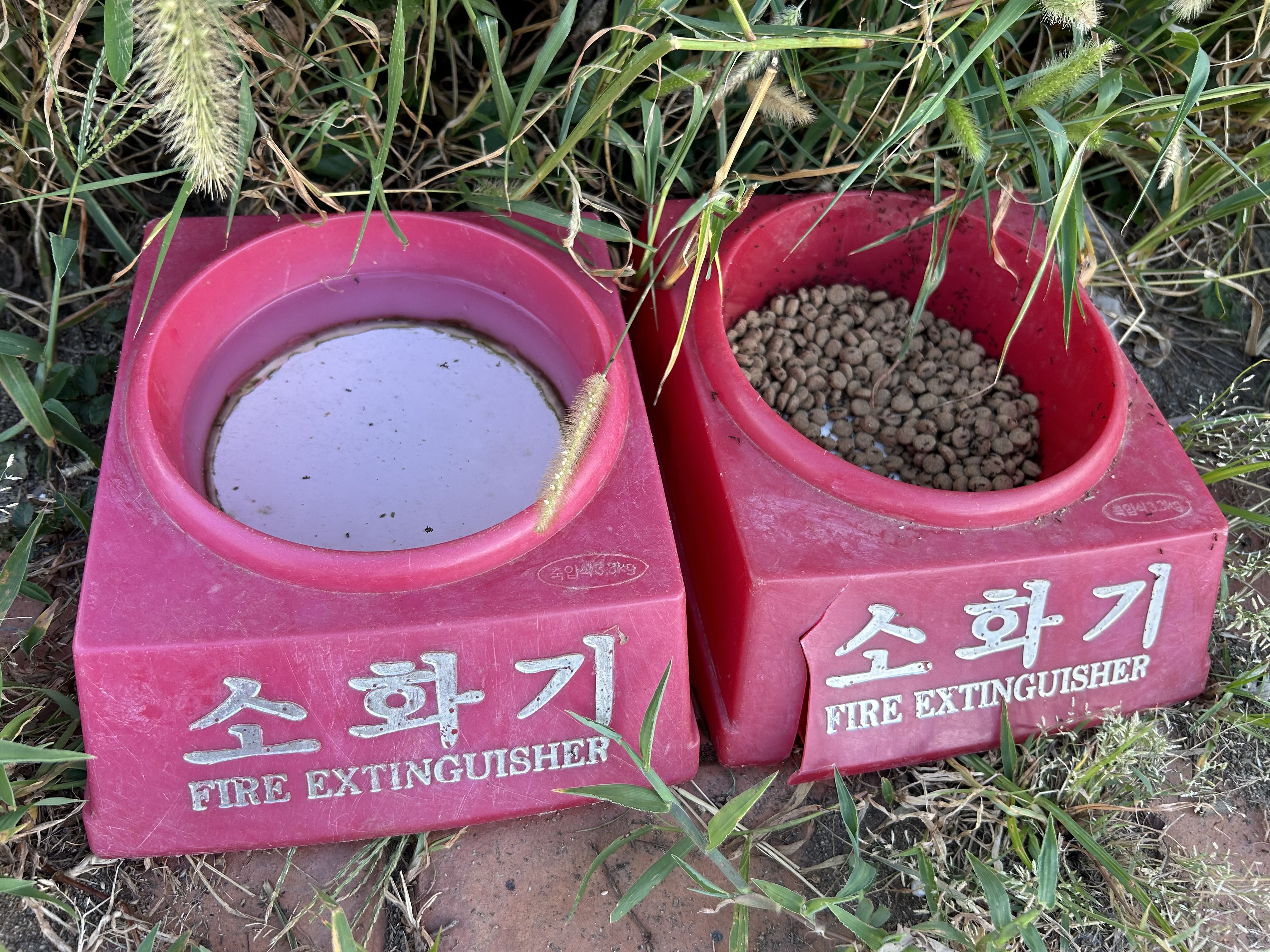 임신한채 쇠사슬에 묶여 뙤약볕에 방치된 보리를 구조해주세요ㅠㅠ