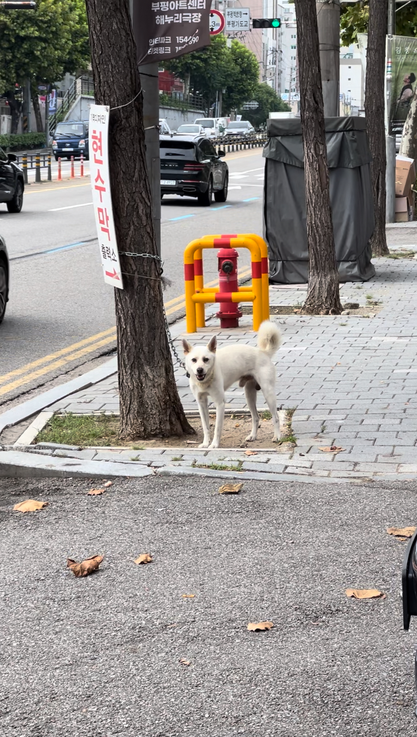 흰색 백구 도로에 방치 학대