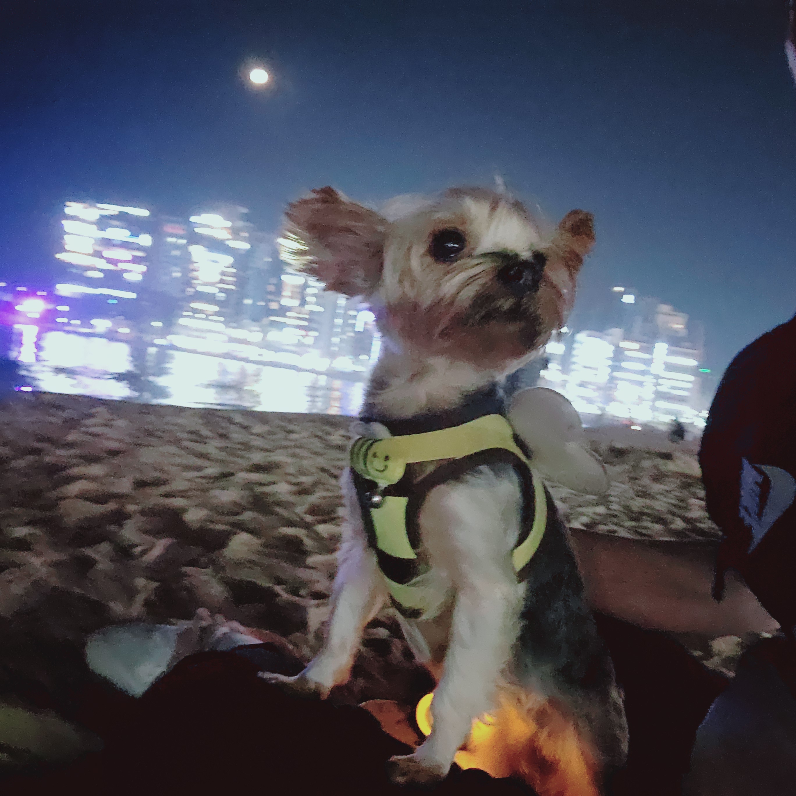 뽀테 임보5개월차