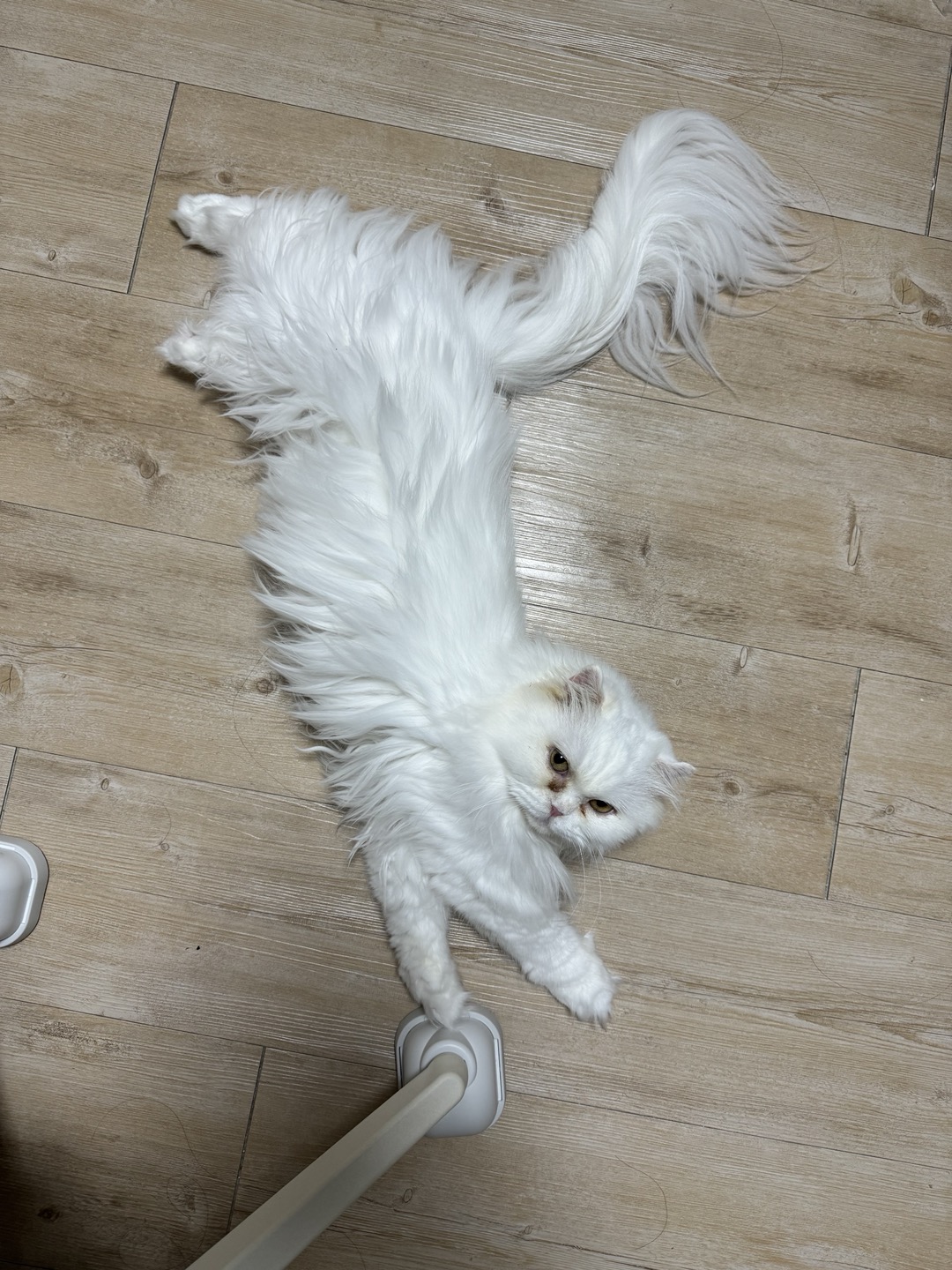 일순이 일주일 후기!