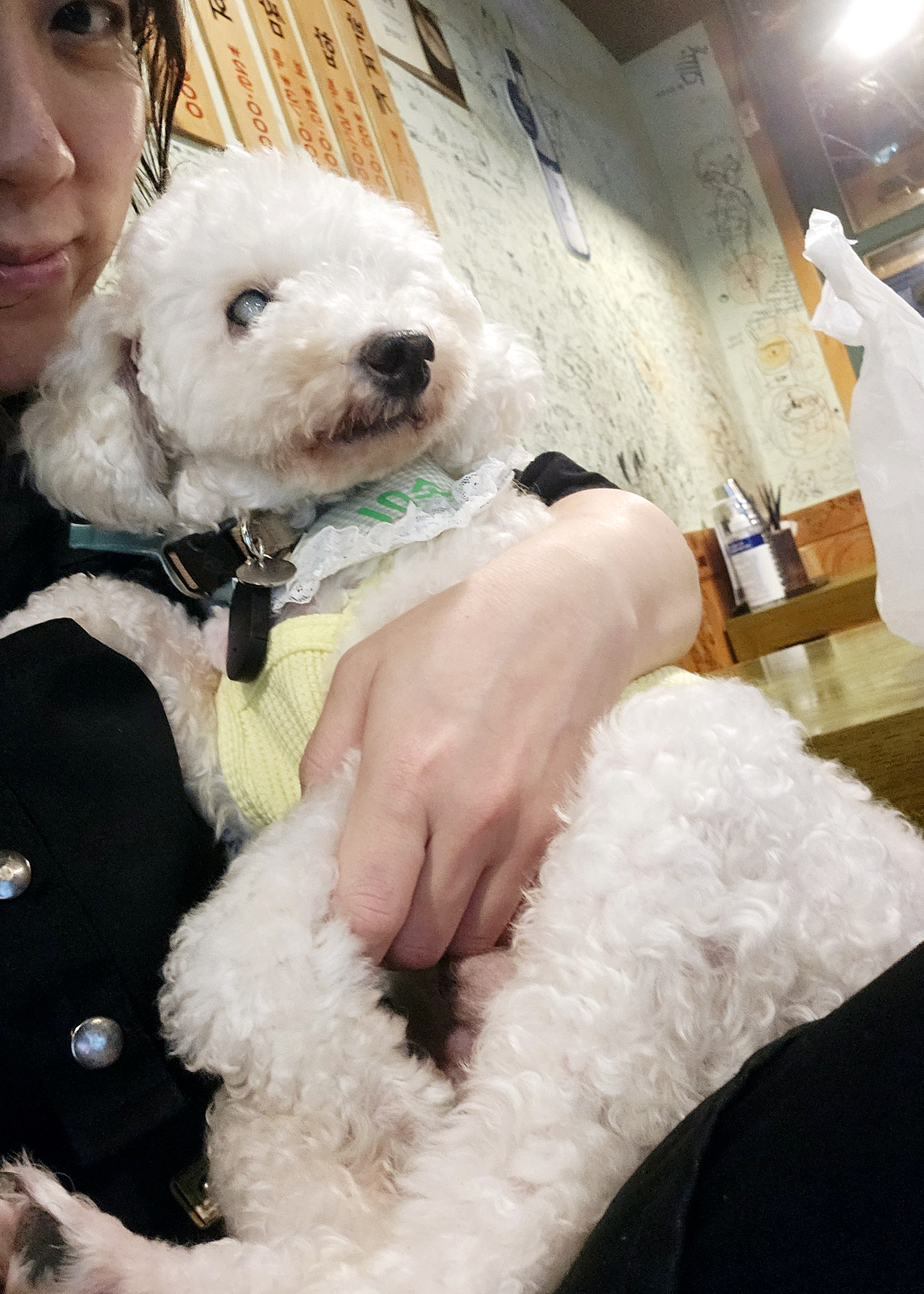 보령 빛돌이(송이)임보 3개월차