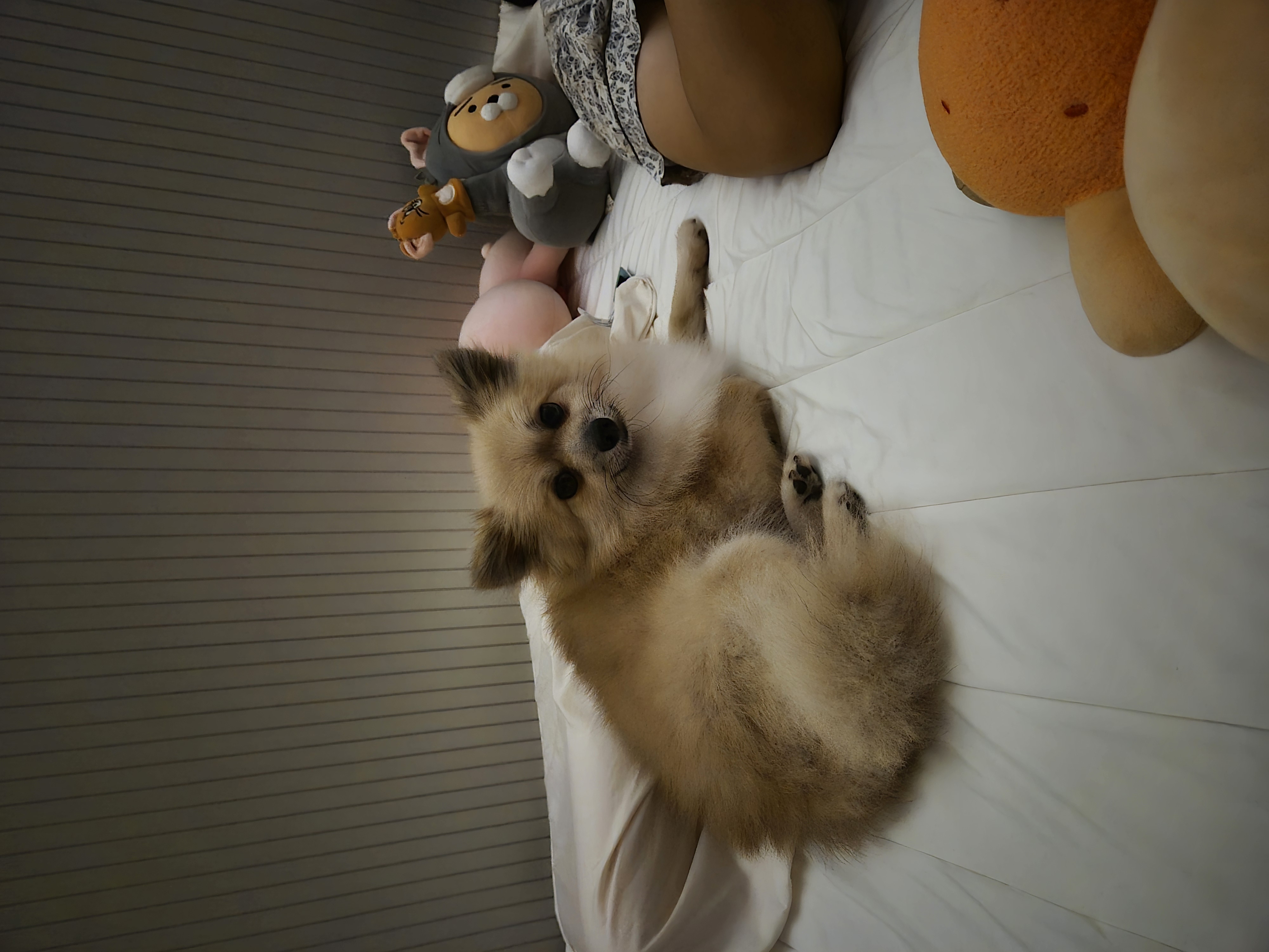 리안이 임보 3개월차 후기