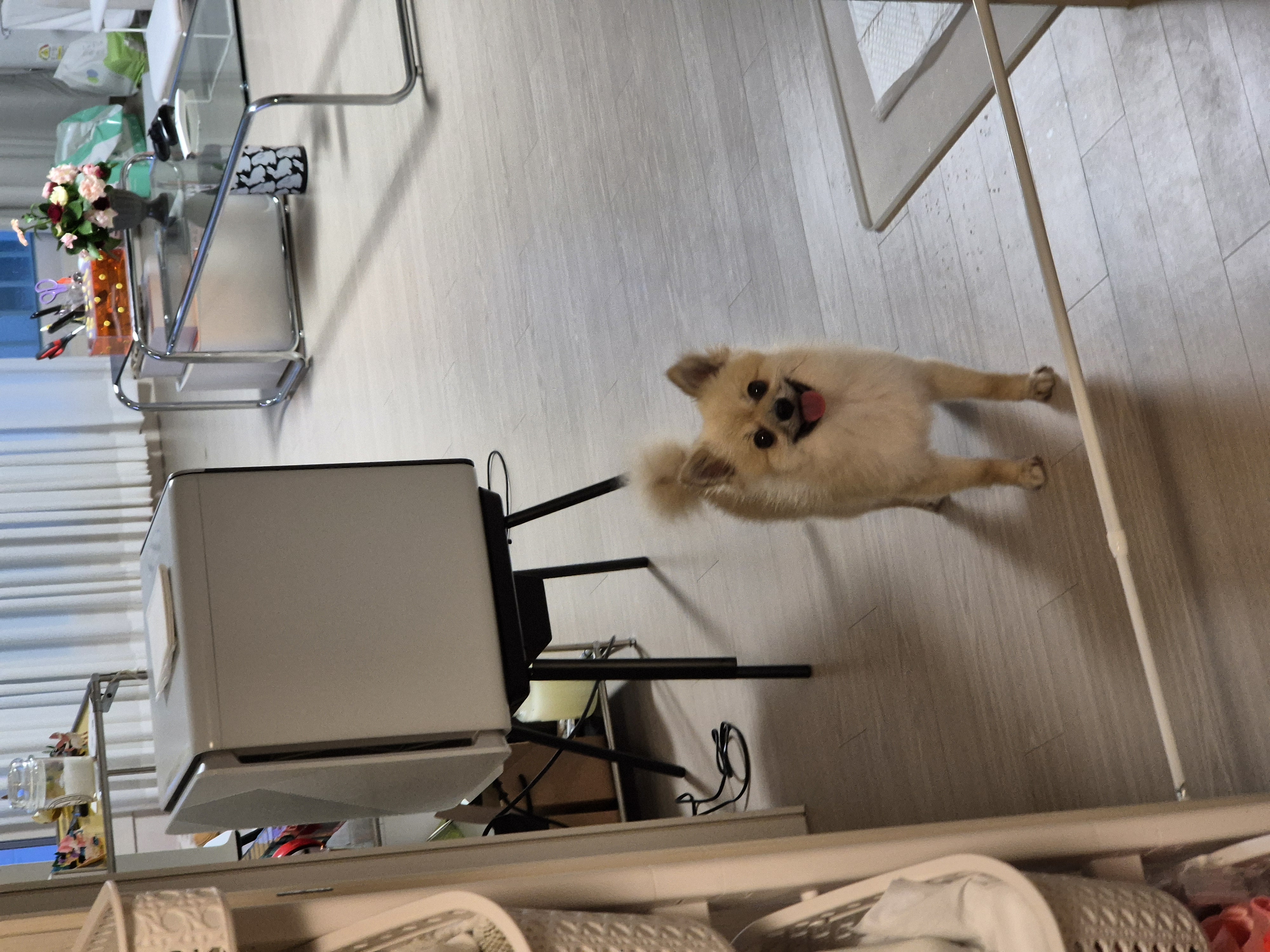 리안이 임보 3개월차 후기