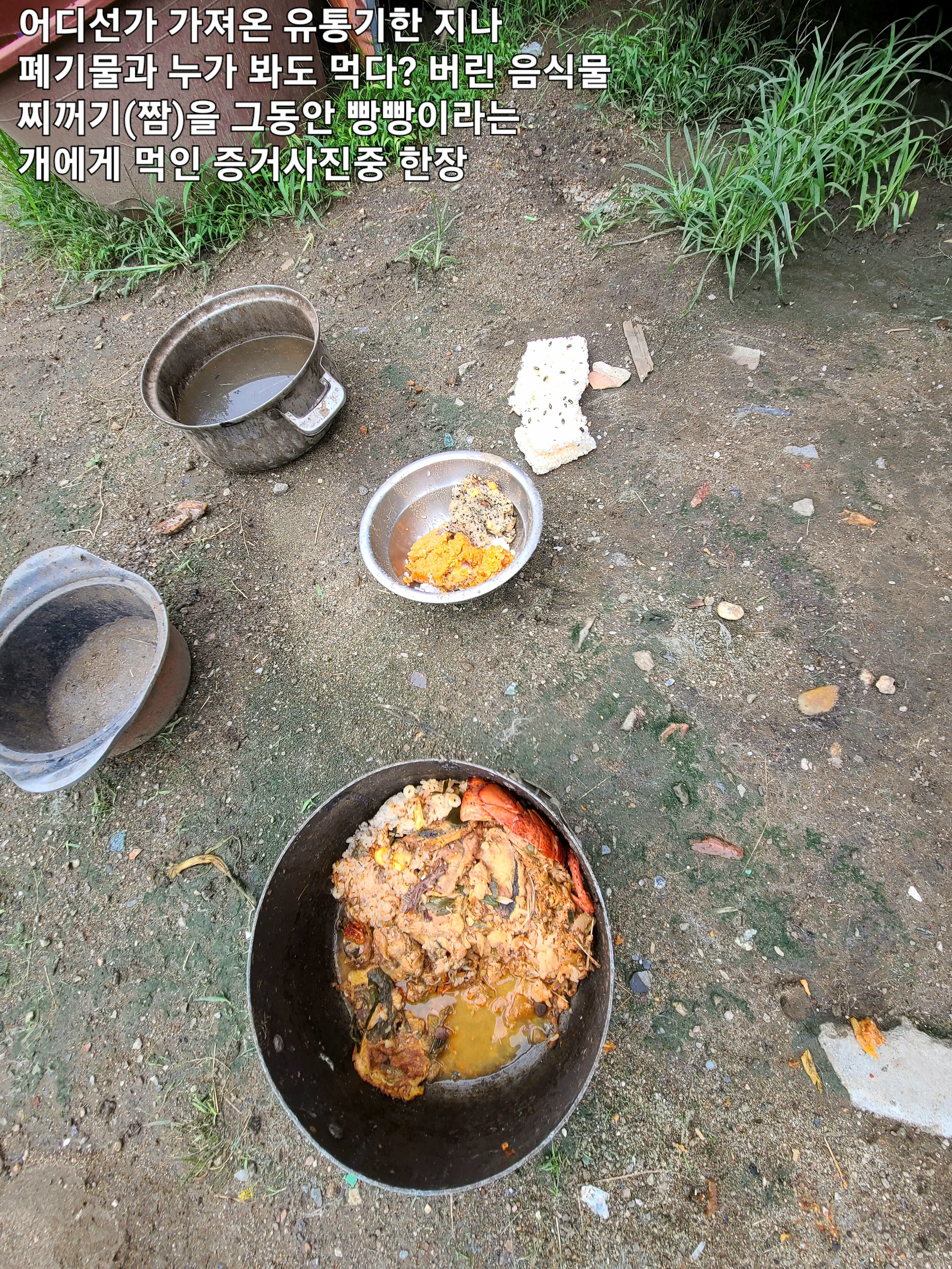 서초구내 한 텃밭에서 음식물쓰레기(짬)을 주며 쥐가 들끓는 열악한 환경에서 개를 장기간 사육? 반 방치를 하는 부유한 견주를 제보합니다