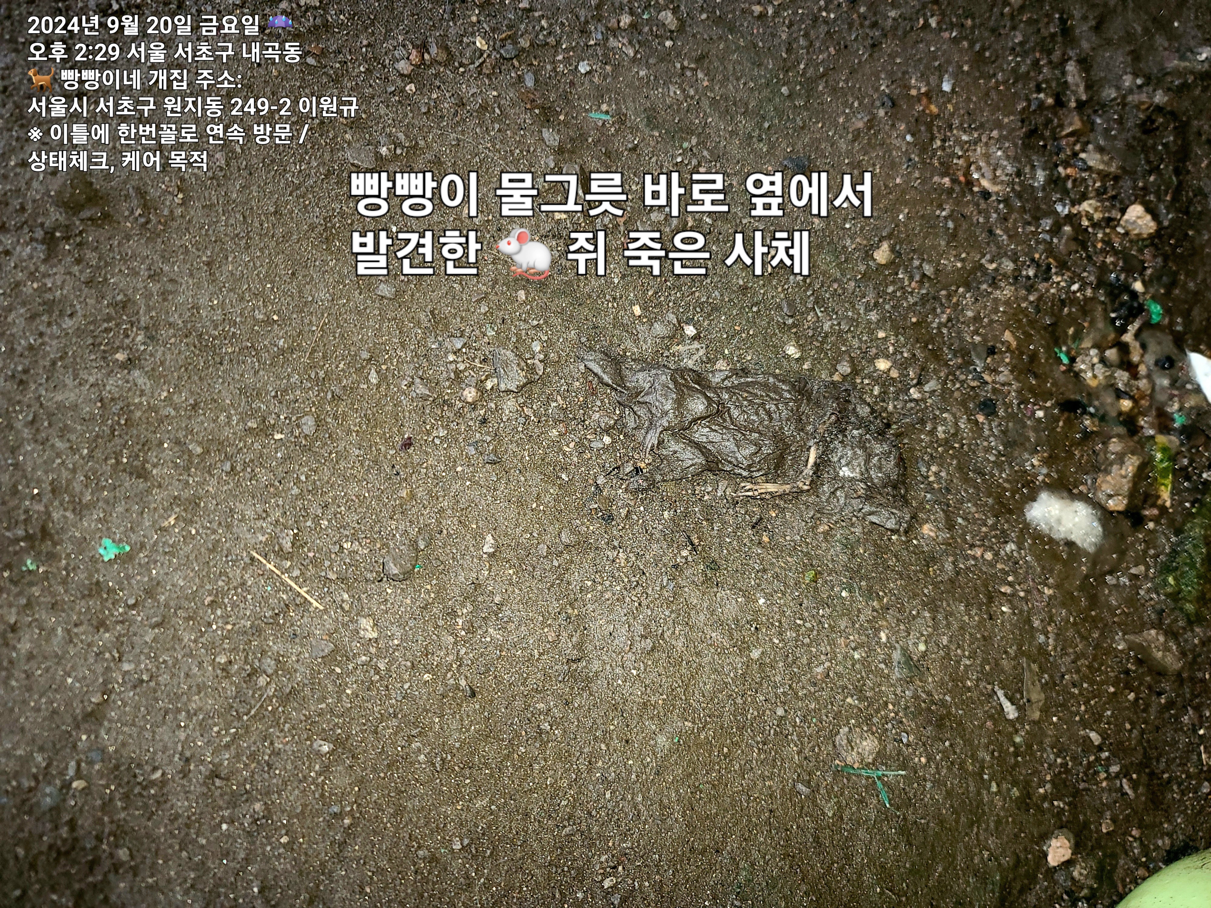 서초구내 한 텃밭에서 음식물쓰레기(짬)을 주며 쥐가 들끓는 열악한 환경에서 개를 장기간 사육? 반 방치를 하는 부유한 견주를 제보합니다