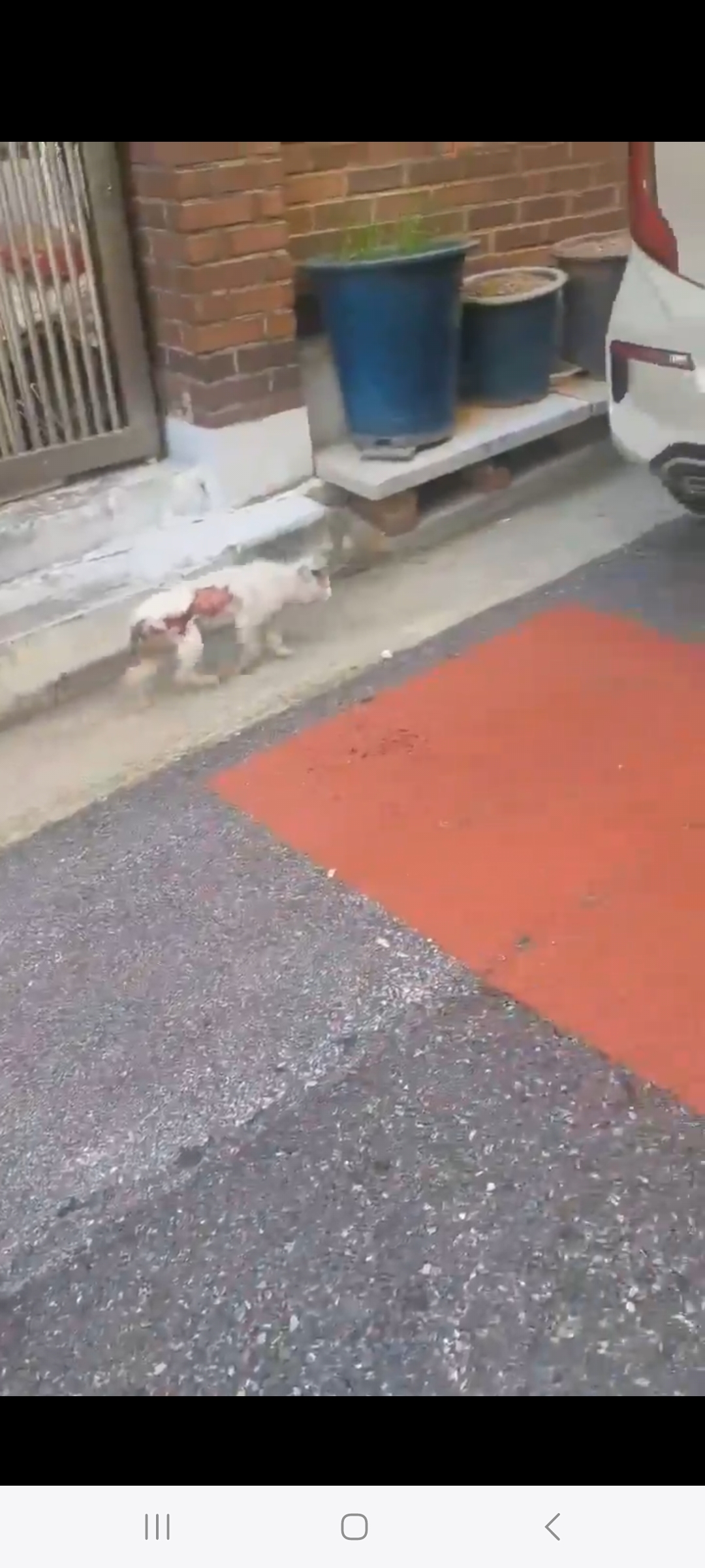 피부 반이 벗겨진 흰색 아기 고양이~제발 도와주세요!