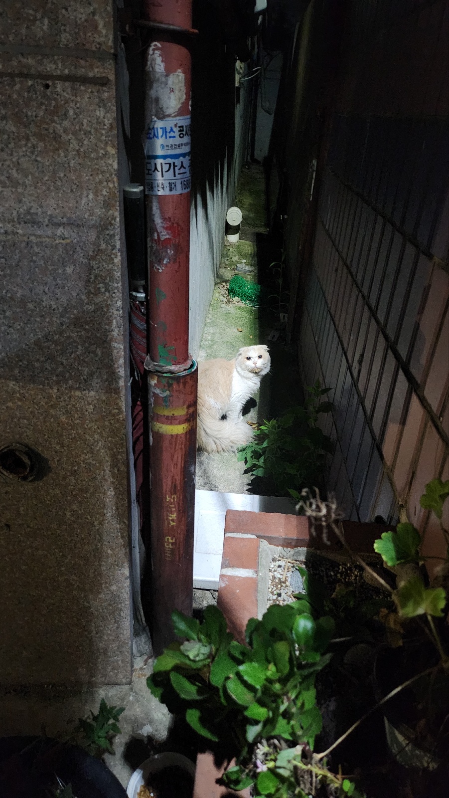 지붕 위 위태로운 아이를 살려주세요...!