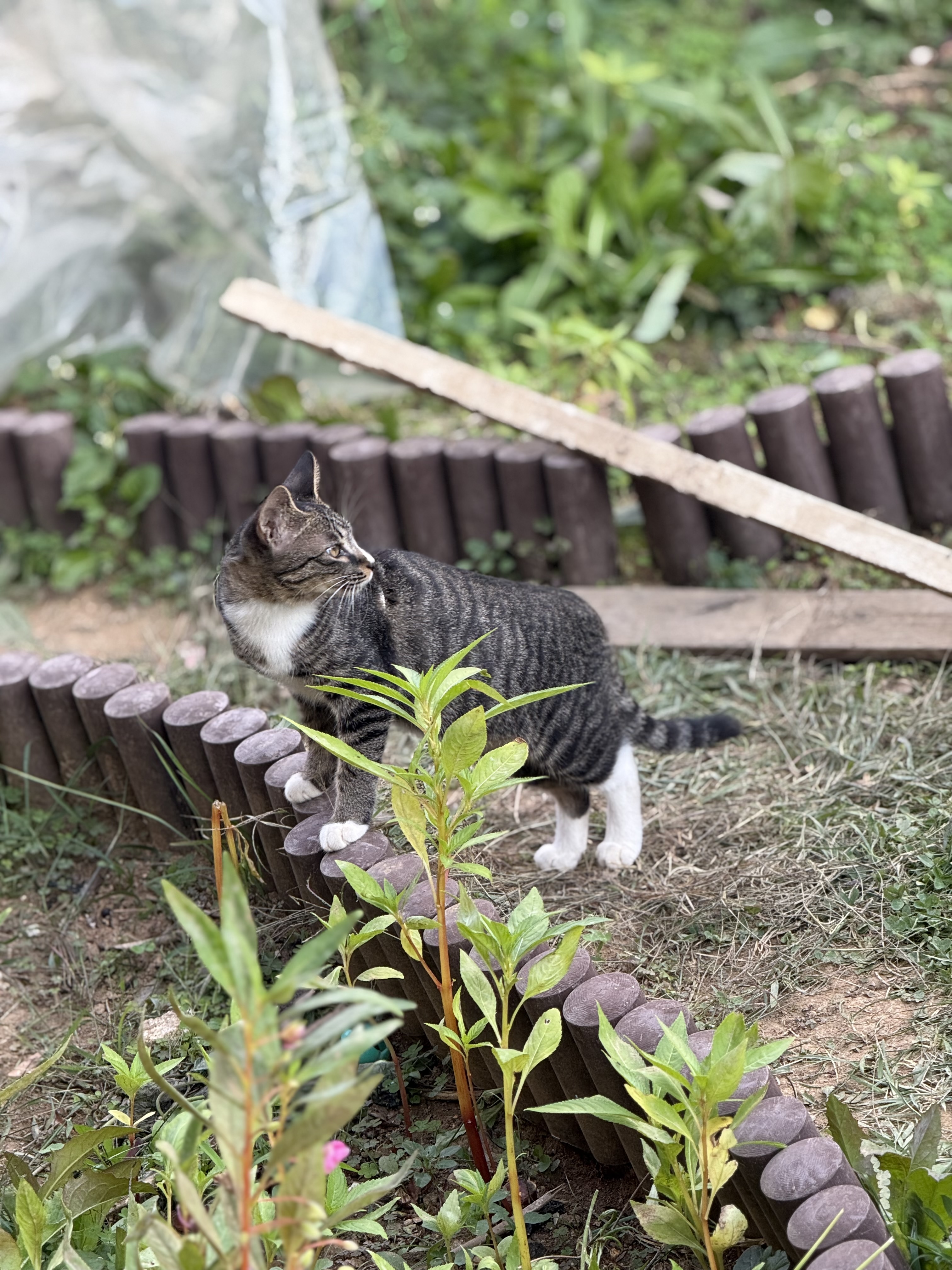 고양이 몸에 정체모를 링이 껴있습니다
