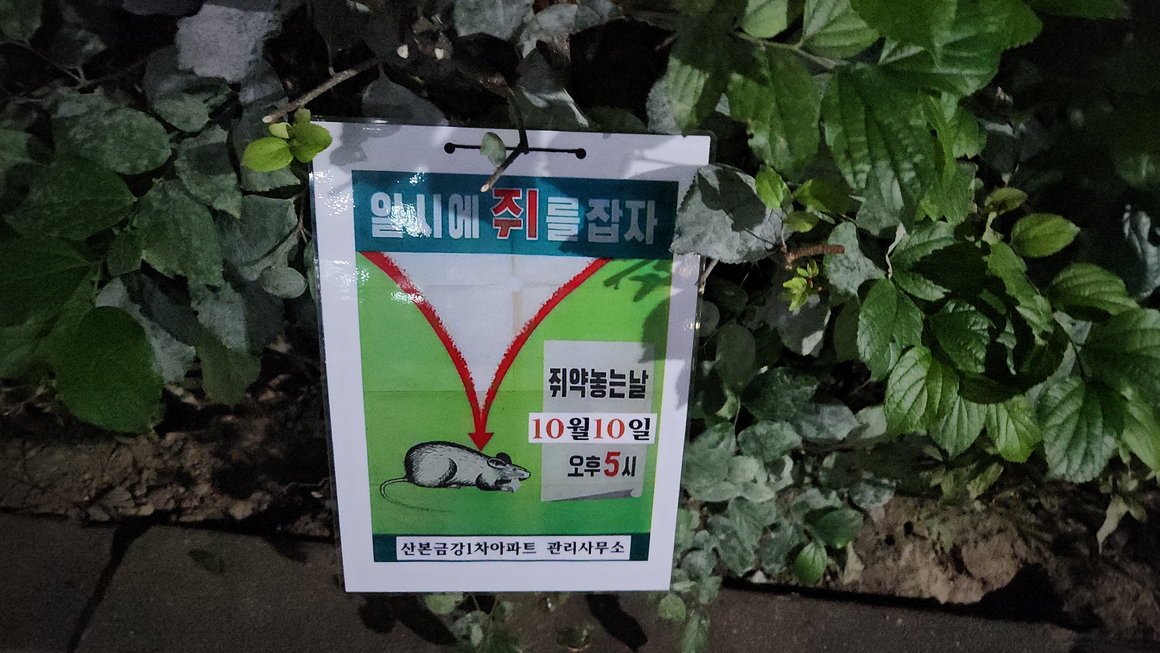 아파트 단지내 쥐약 살포.. 공문 요청