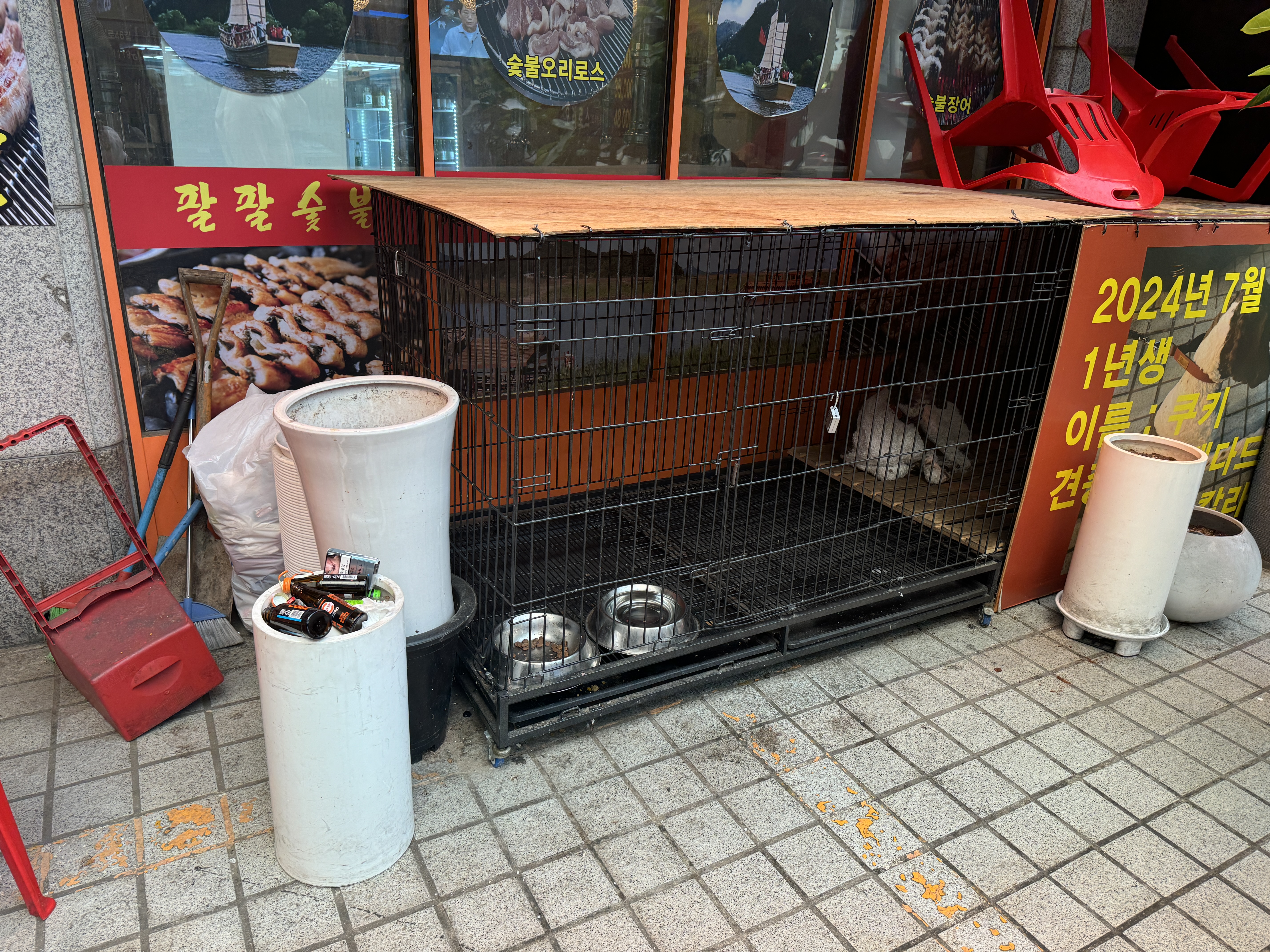 강서구 장어집 바로 앞, 스탠다드 푸들 강아지가, 자기 몸의 두배정도 되는 케이지 안에 갖혀있어요.