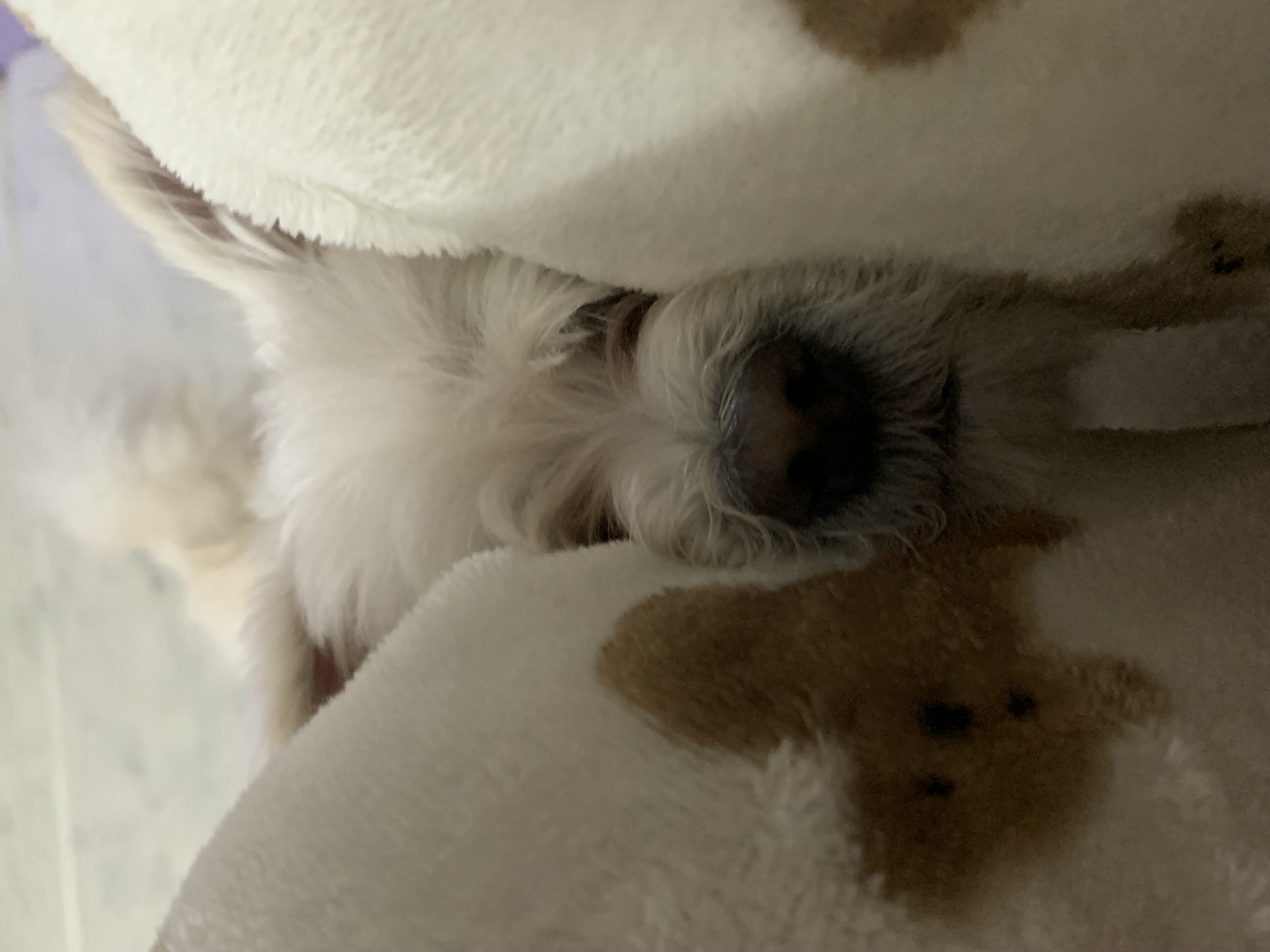 두리(소일이) 입양 2년차 이야기 