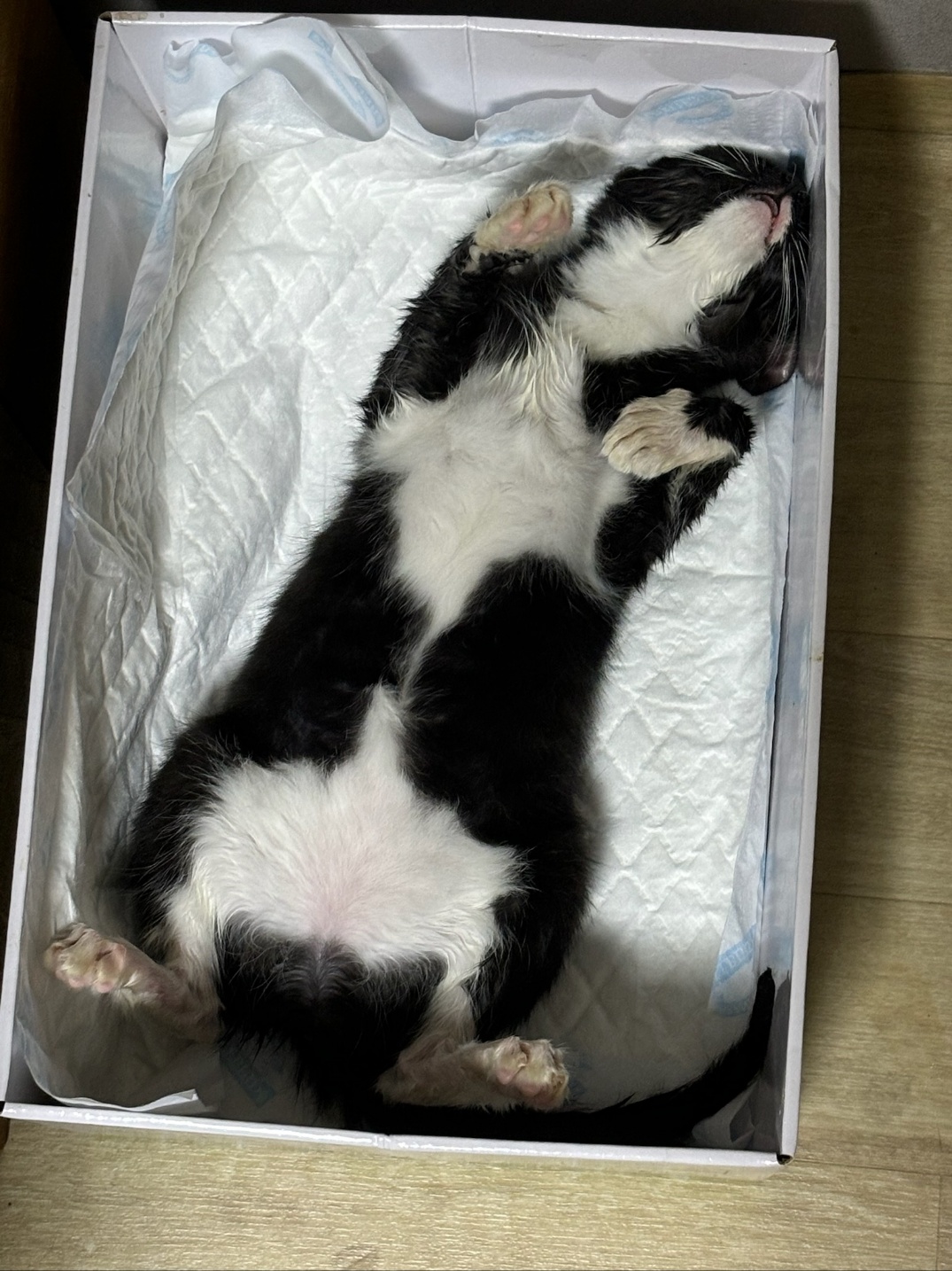 고양이 학대범 도와주세요