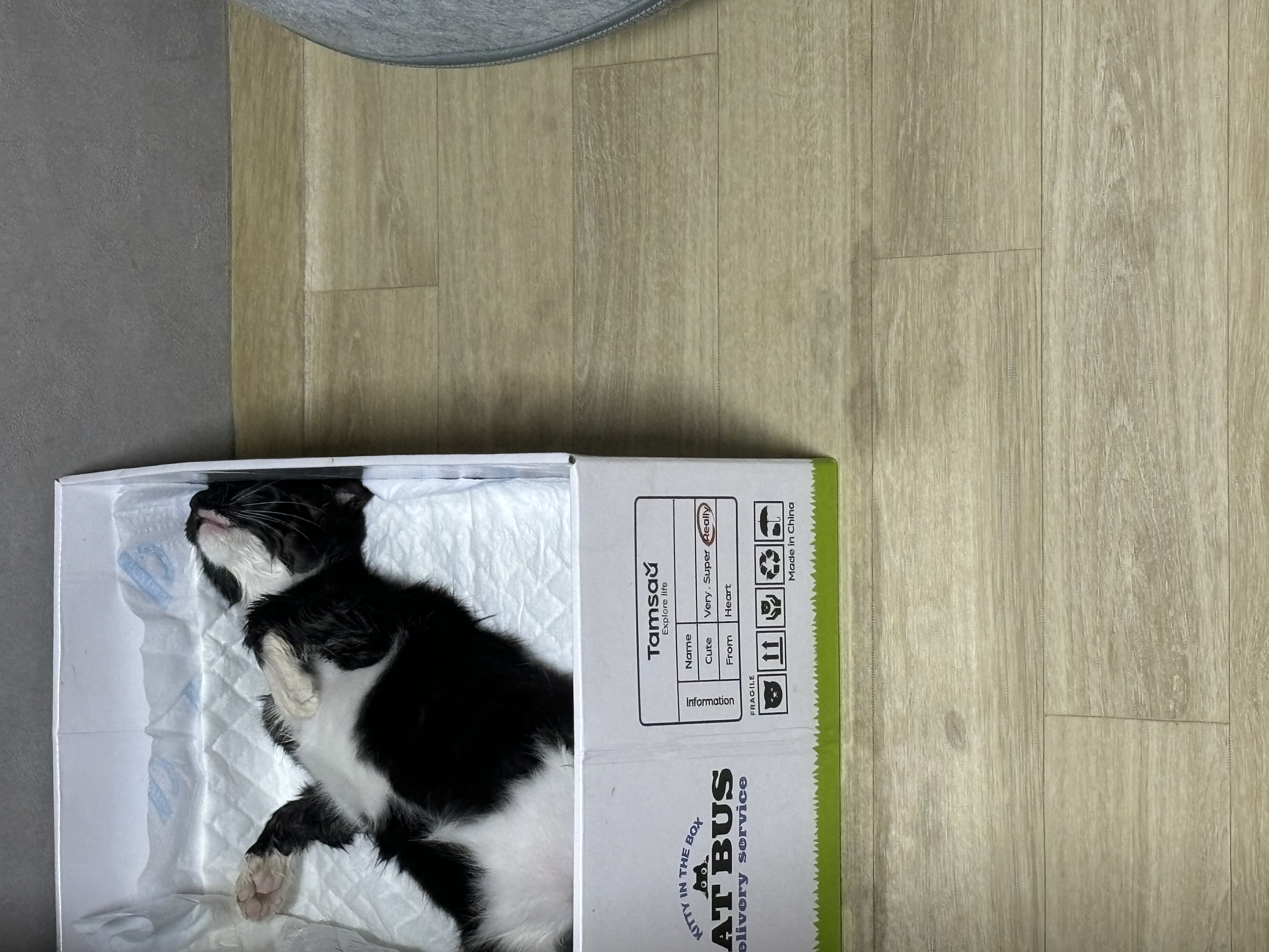 고양이 학대범 도와주세요