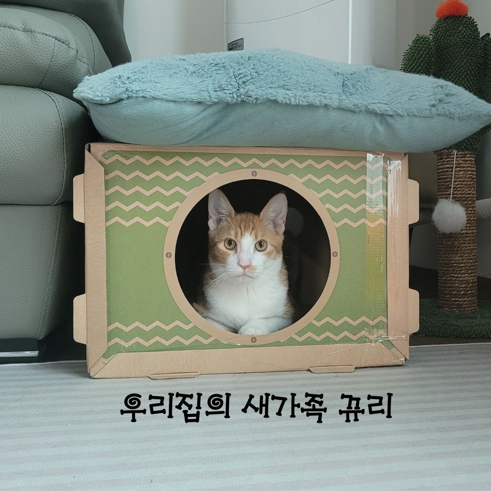 뀨리이야기 1.