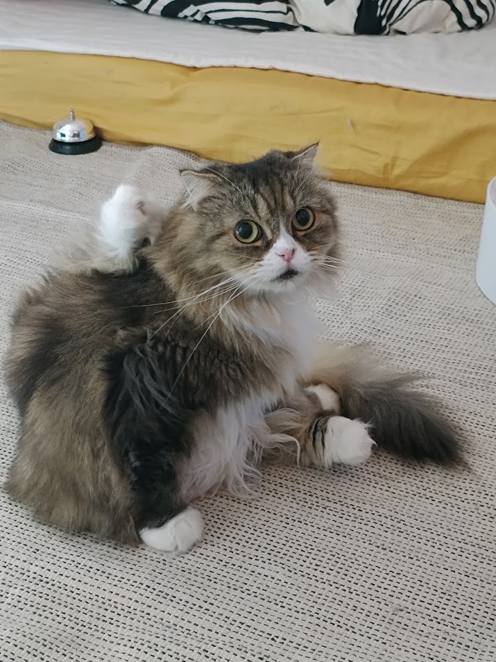 ☆엉이 입양후이야기☆
