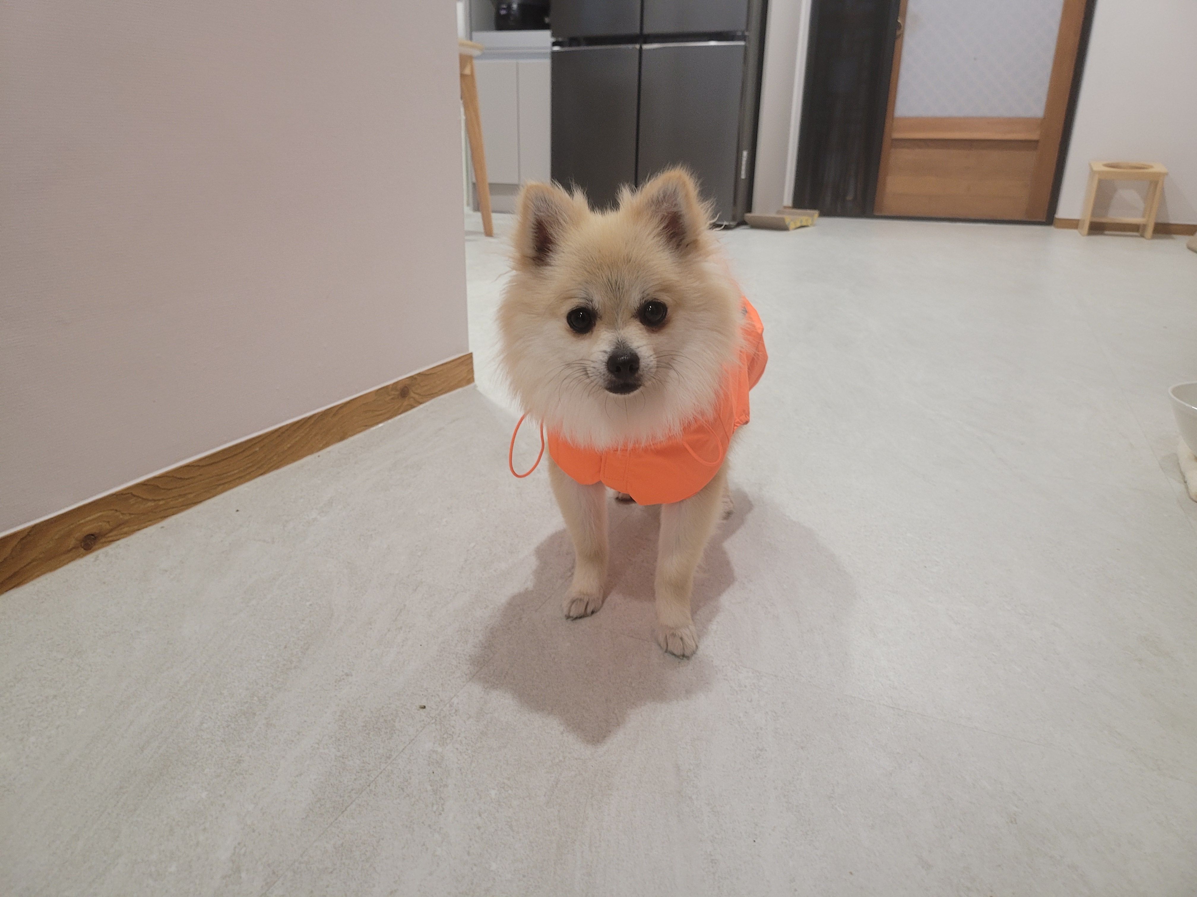 순뽀 임시보호 한달 근황입니다