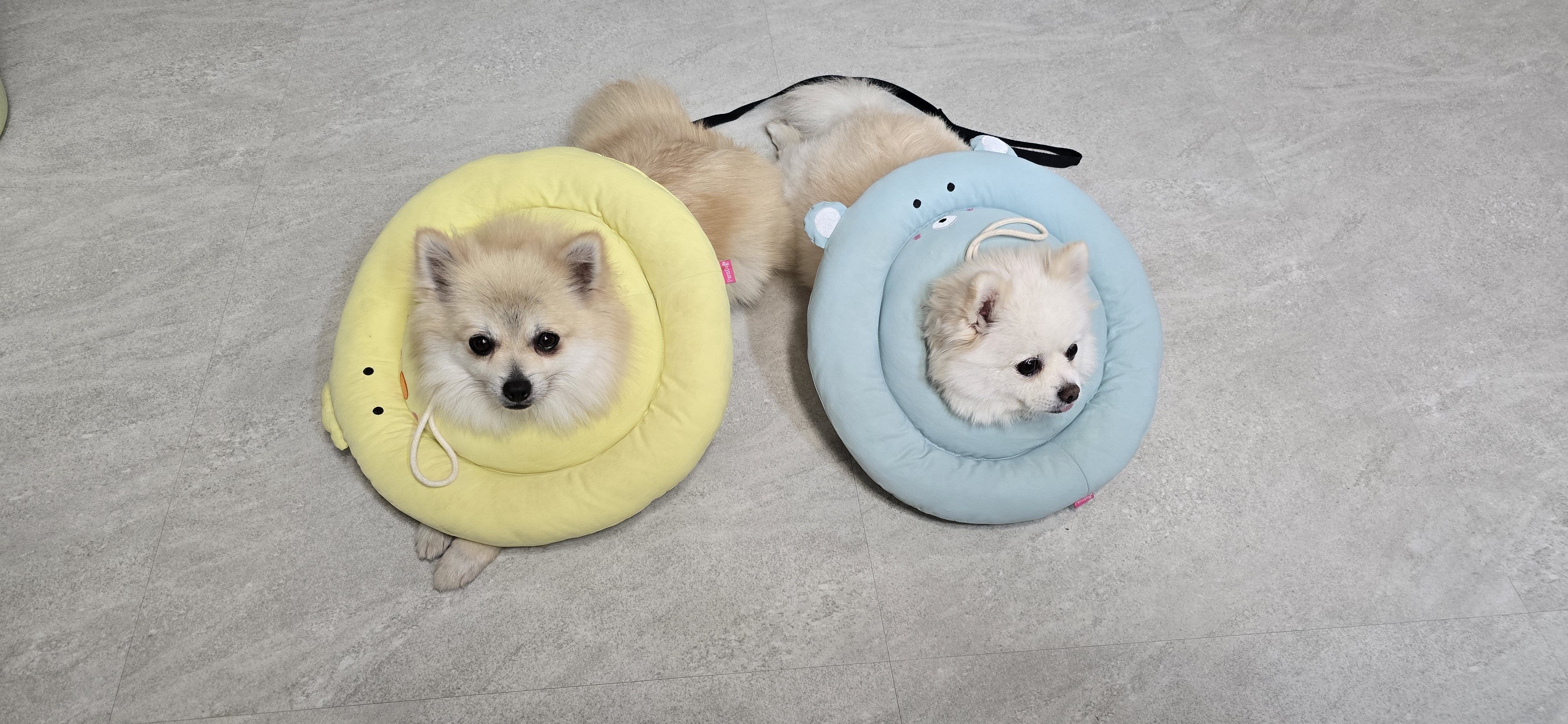 순뽀 임시보호 한달 근황입니다