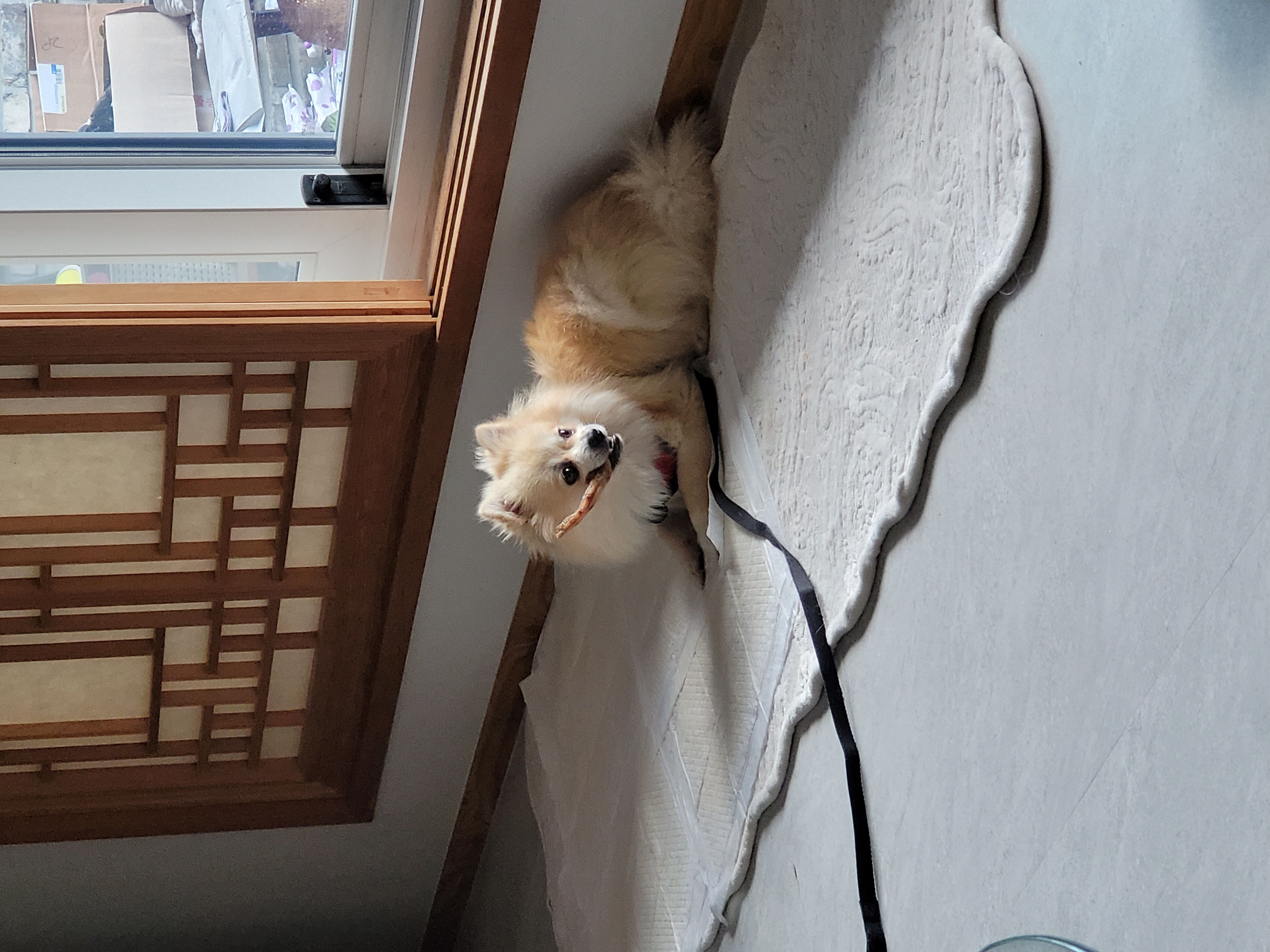 순뽀 임시보호 한달 근황입니다
