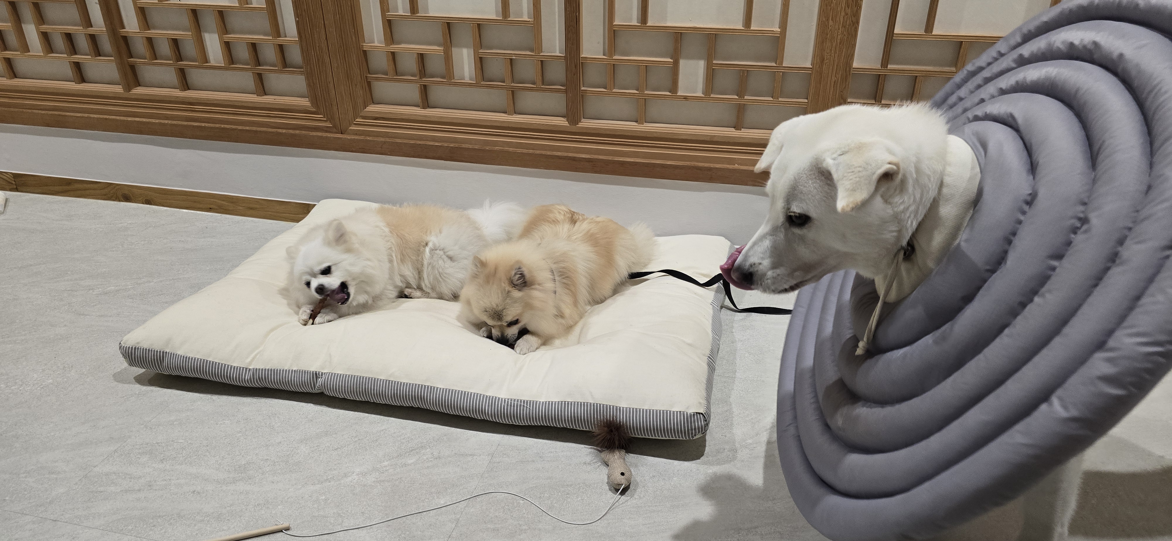 순뽀 임시보호 한달 근황입니다