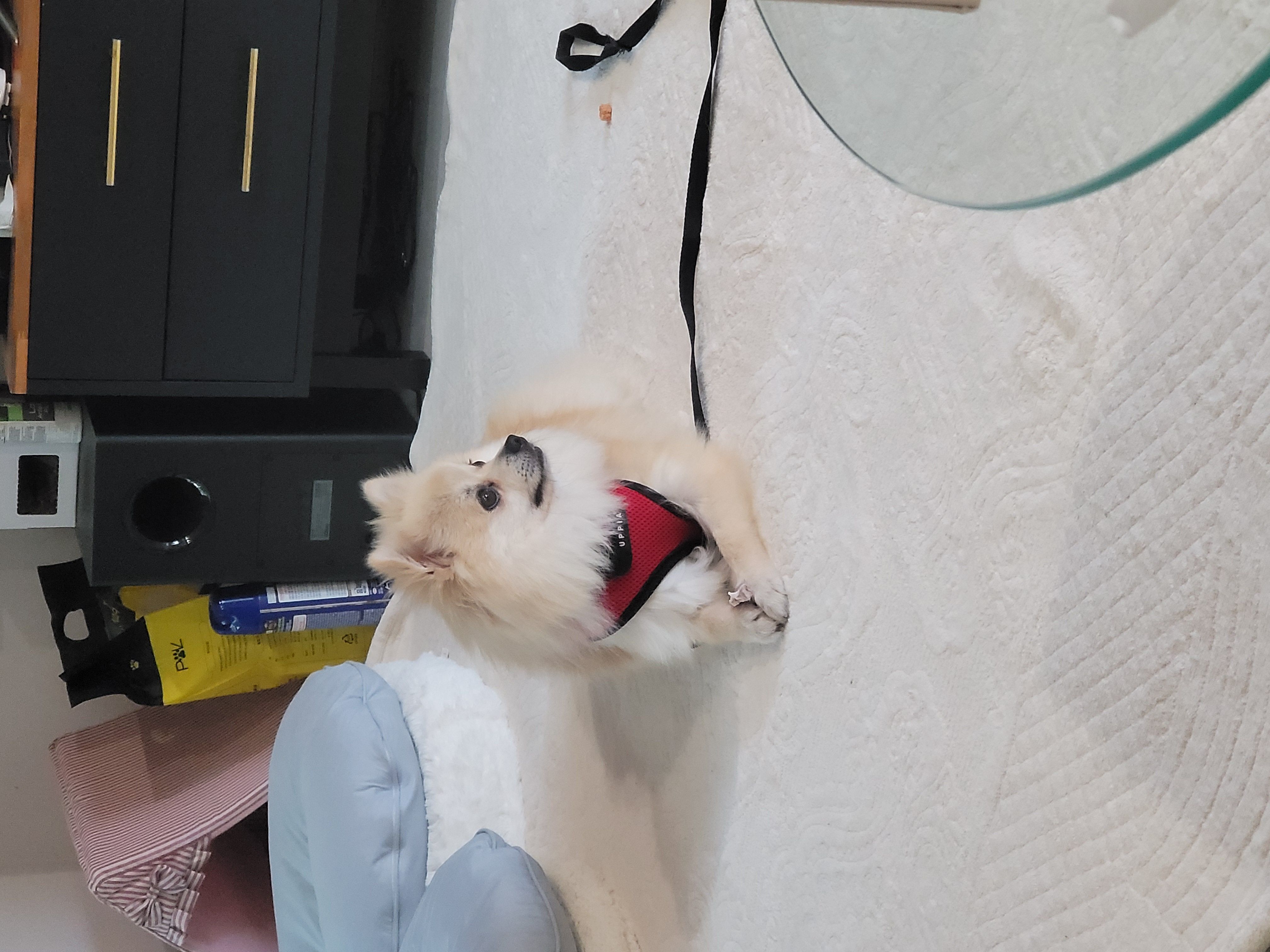 순뽀 임시보호 한달 근황입니다