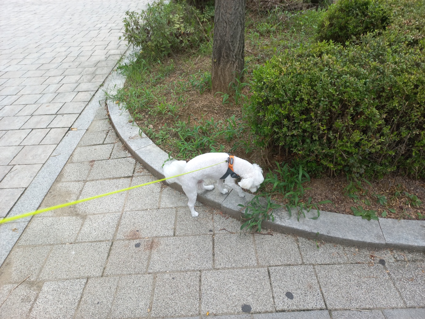 퐁이(구:강온이) 6개월차 소식