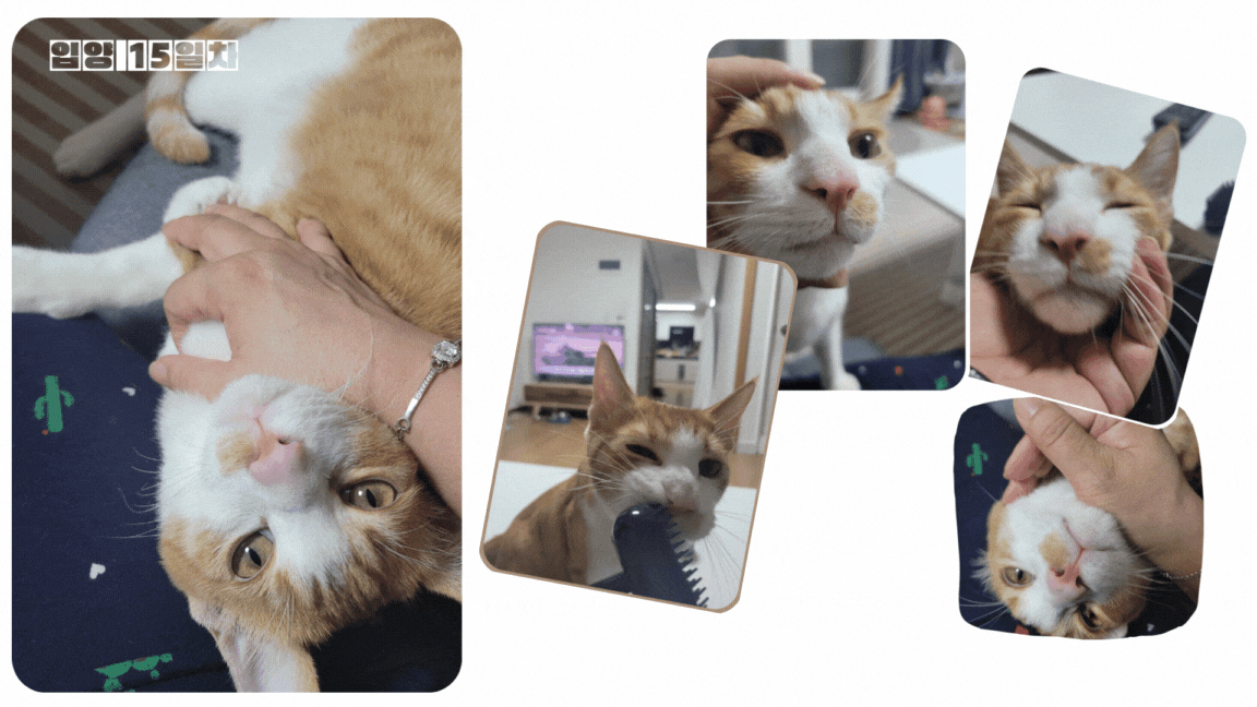 뀨리이야기 두번째