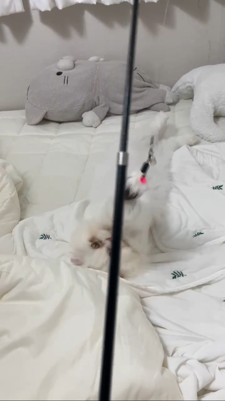 퉁퉁이(샤브)의 일주일